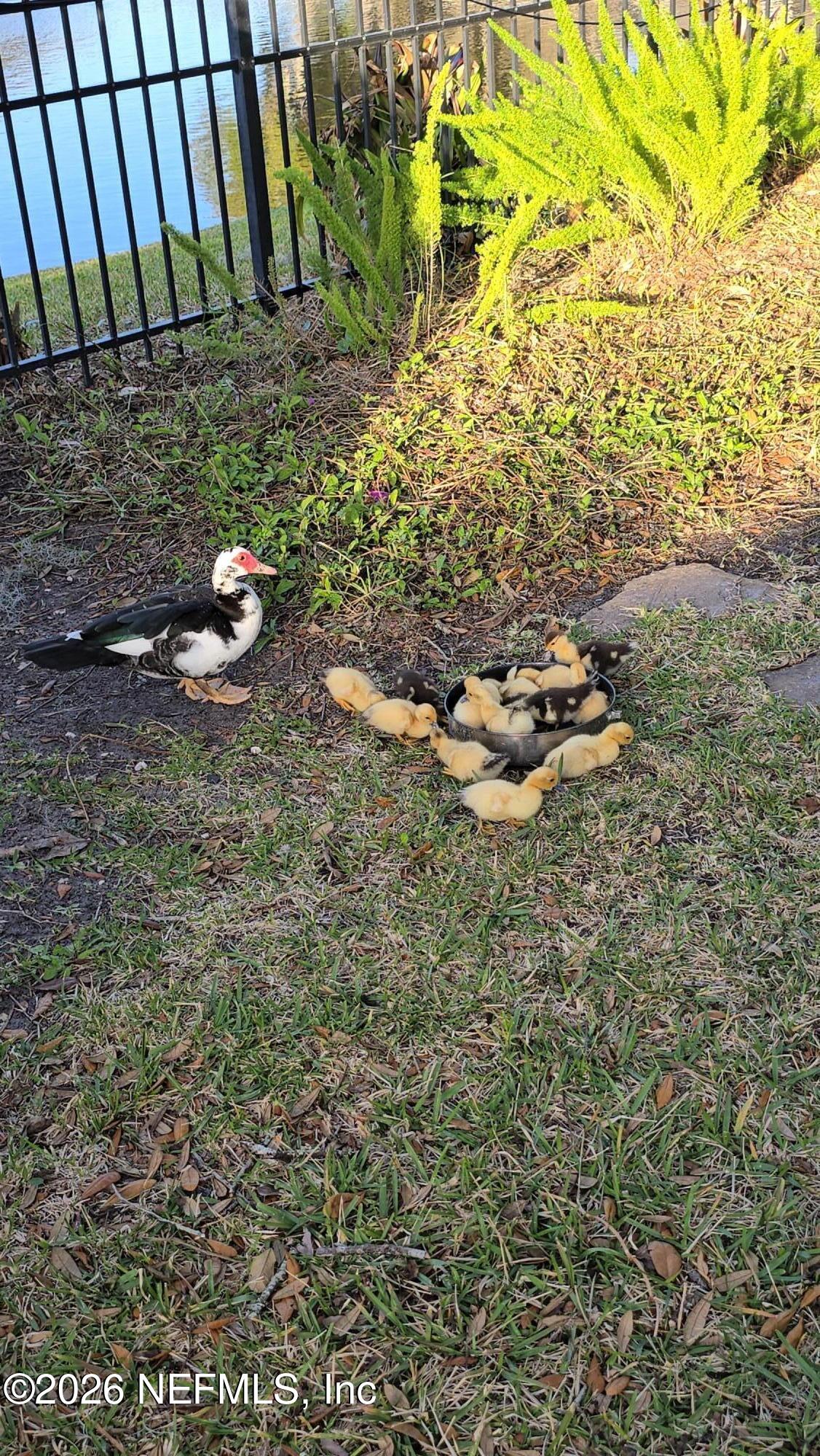 14779 Amelia View Drive Jacksonville, FL 32226 - Photo 75 of 81 Duck Family Near Water