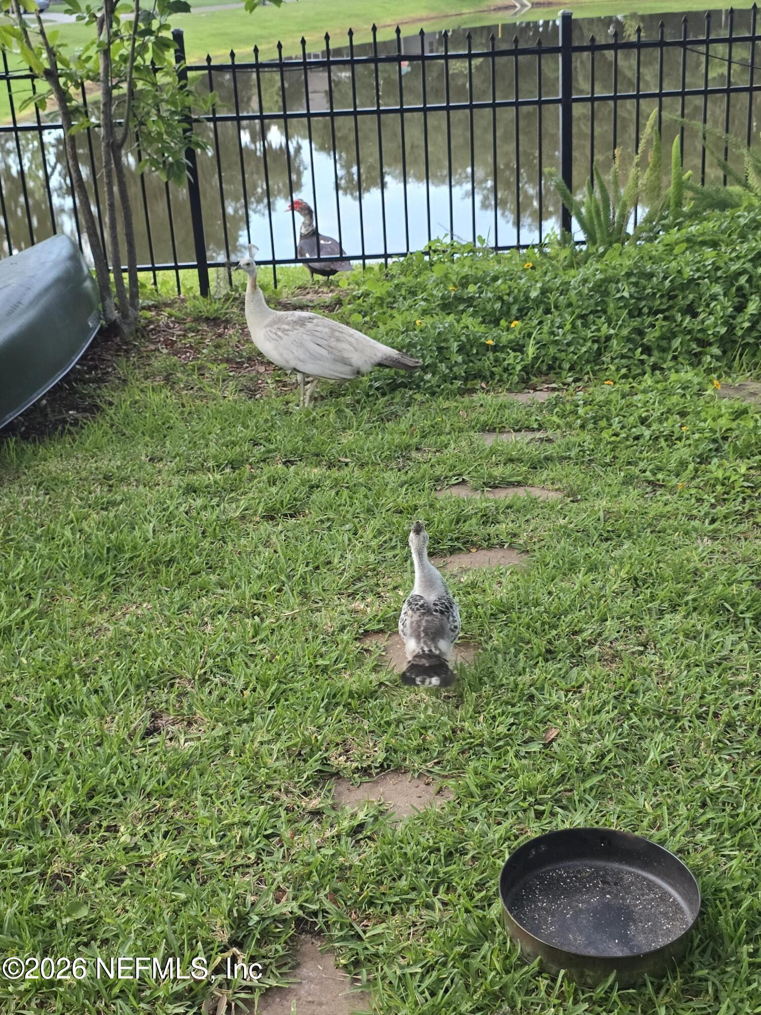 14779 Amelia View Drive Jacksonville, FL 32226 - Photo 76 of 81 Wildlife Near Backyard
