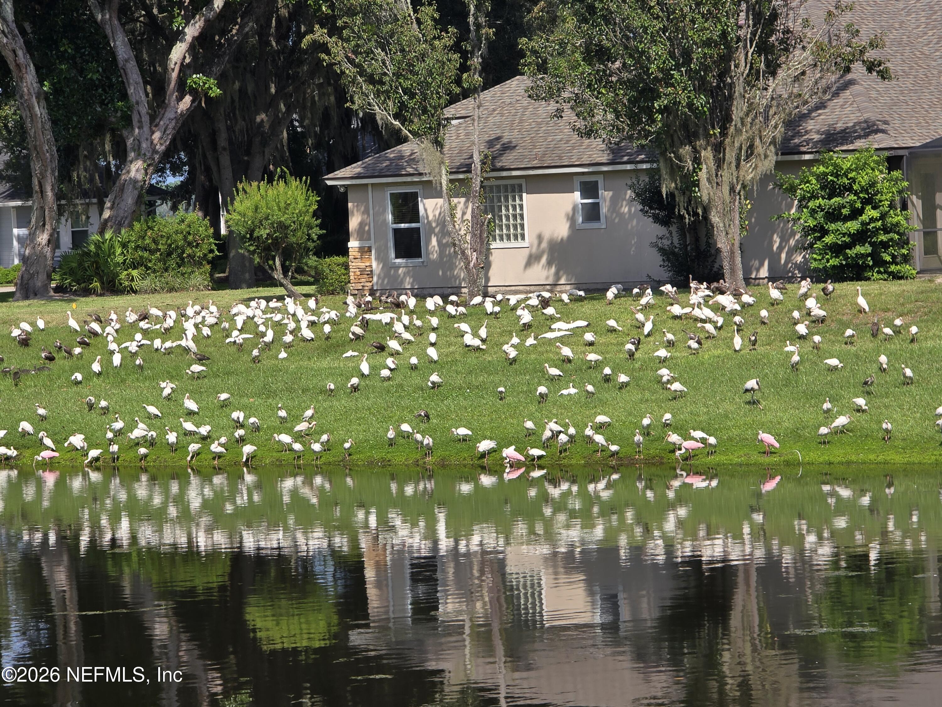14779 Amelia View Drive Jacksonville, FL 32226 - Photo 77 of 81 Bird Sanctuary View