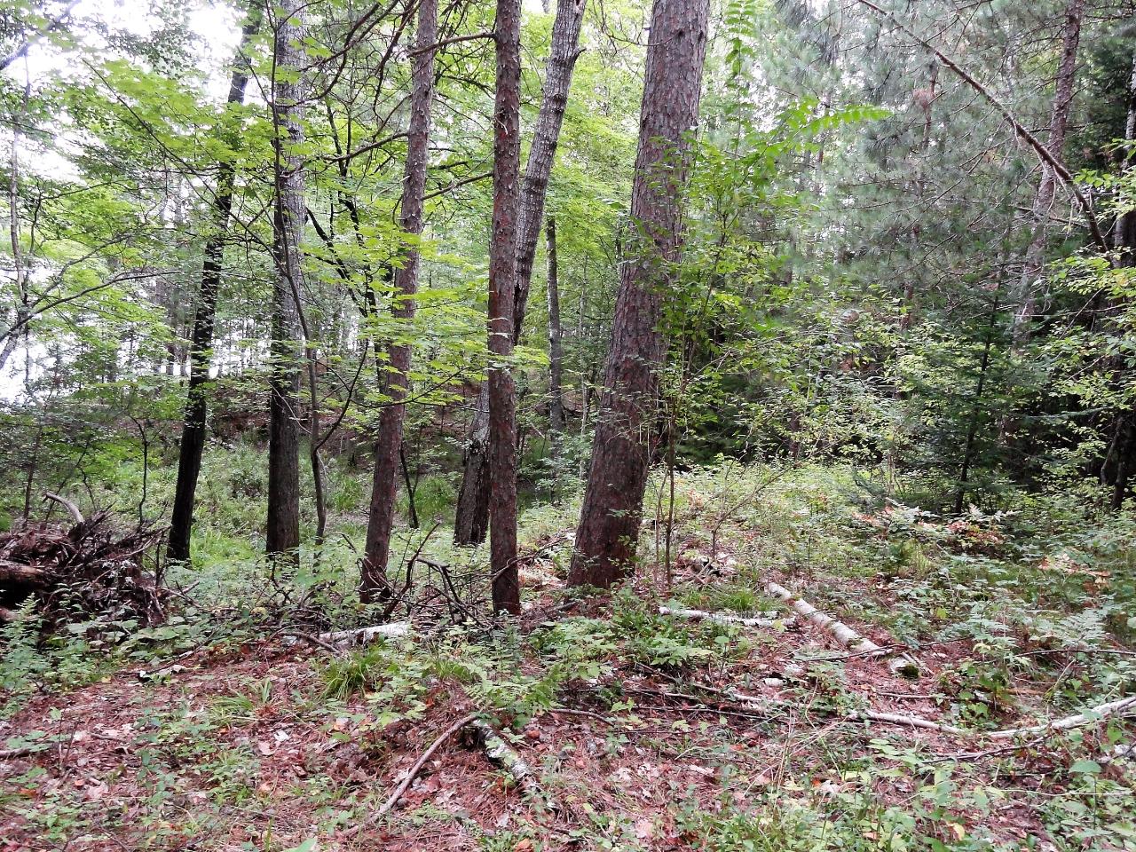 Lot 4 Forrester Road Tomahawk, WI 54487 - Photo 7 of 15 Gallery Image 7