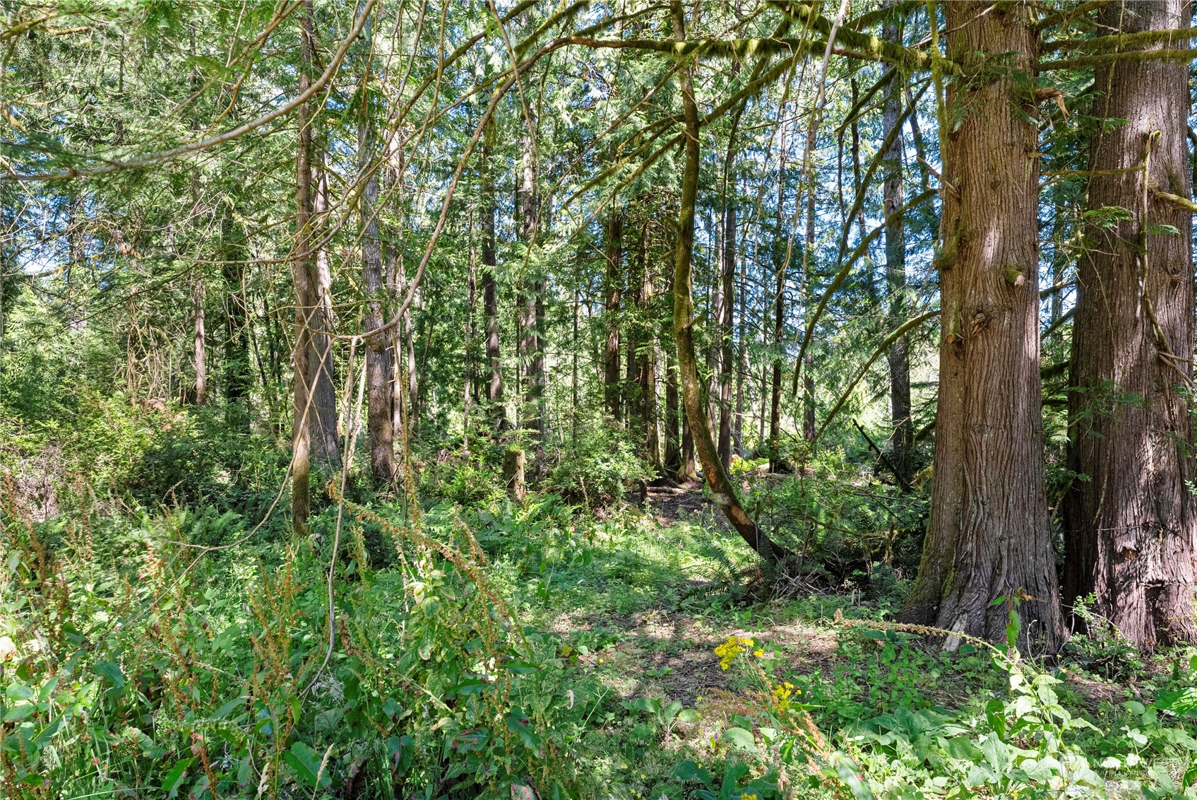 66 Peter Hagen Road Northwest Seabeck, WA 98380 - Photo 21 of 26 a view of a lush green forest