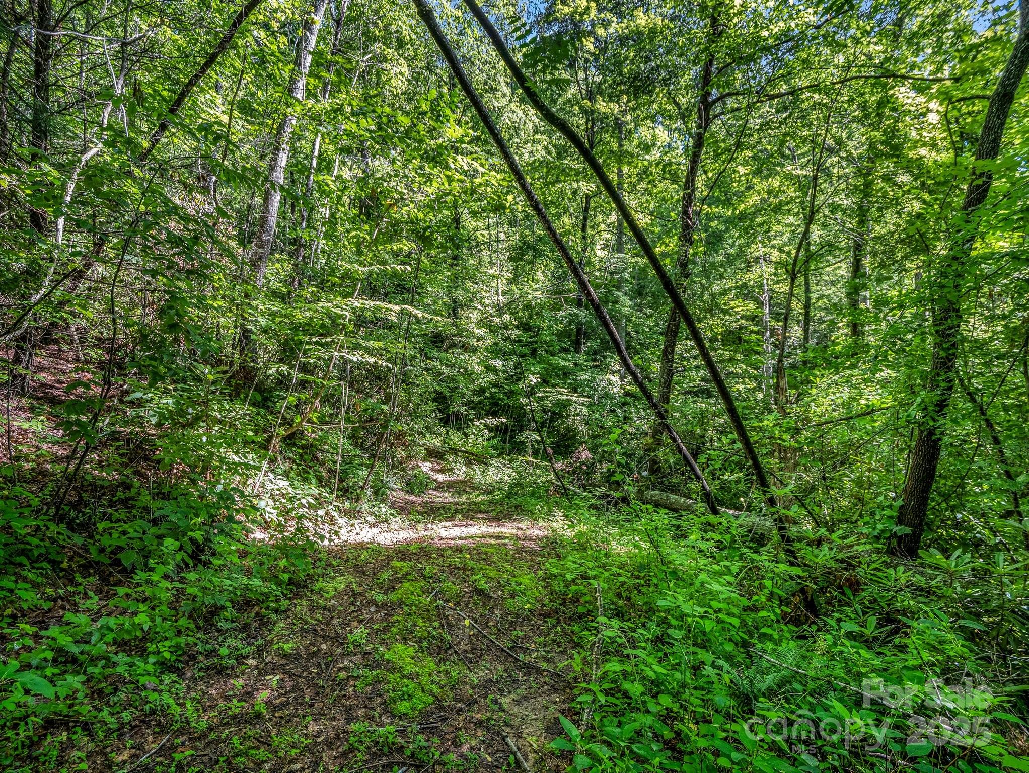 0 Climbing Road Hendersonville, NC 28792 - Photo 12 of 36 a view of a lush green forest
