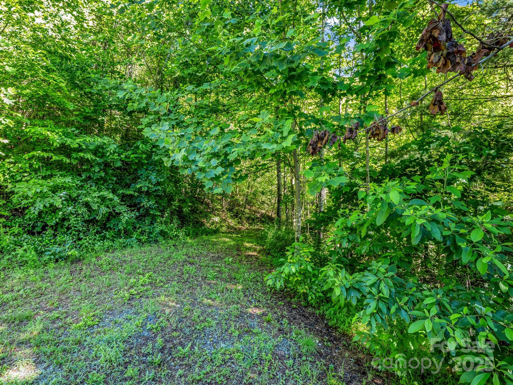 0 Climbing Road Hendersonville, NC 28792 - Photo 13 of 36 a view of a lush green forest