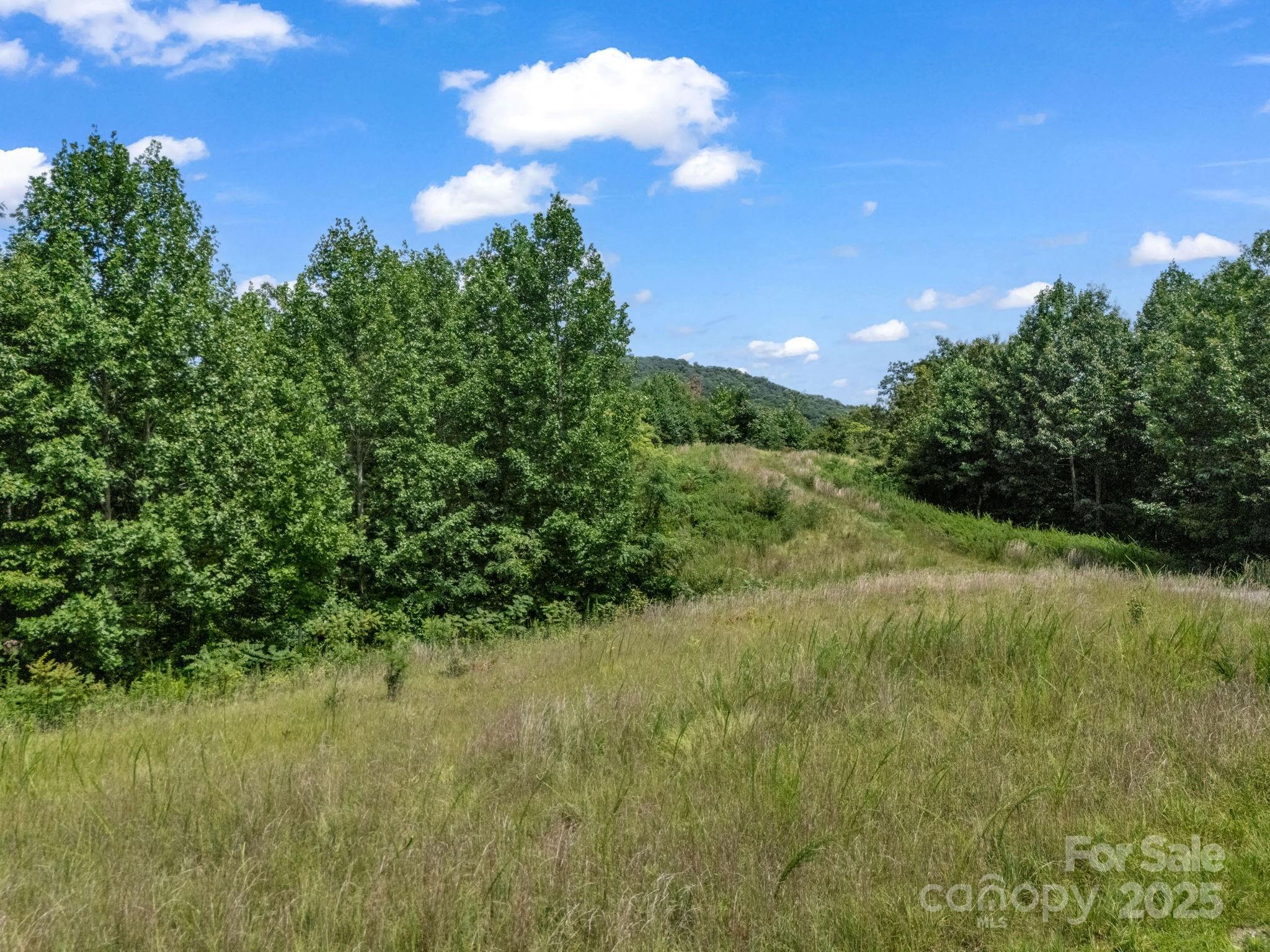 0 Climbing Road Hendersonville, NC 28792 - Photo 5 of 36 a view of a big yard with plants and a large tree