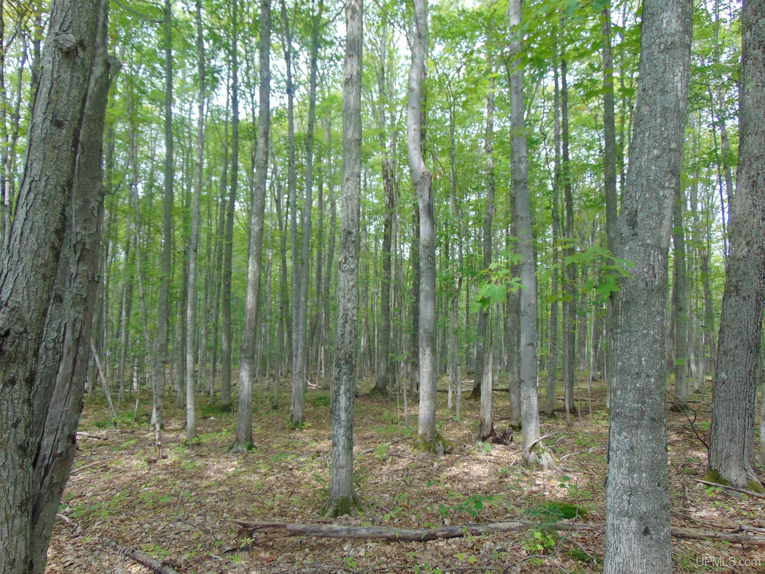 15 Coles Creek Road Atlantic Mine, MI 49905 - Photo 22 of 31