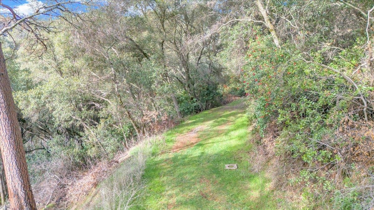 Southgate Sonora, CA 95370 - Photo 14 of 14 a yard with a tree