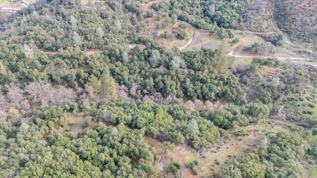 a view of a forest with a street