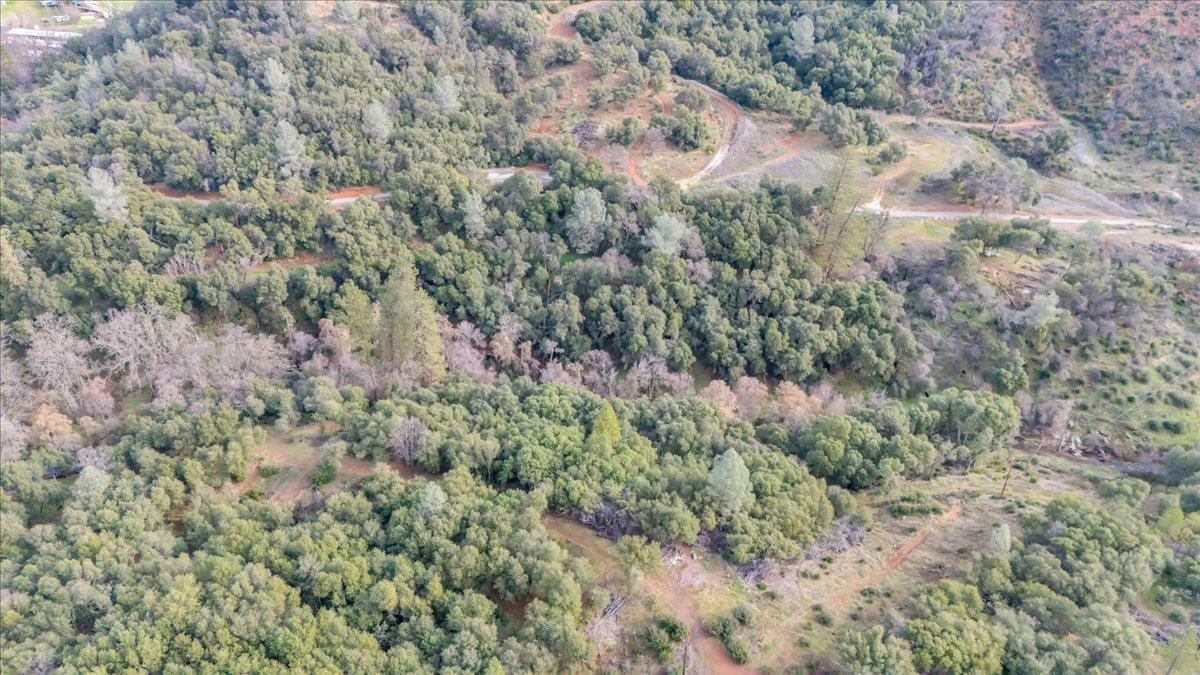 Southgate Sonora, CA 95370 - Photo 3 of 14 a view of a forest with a tree