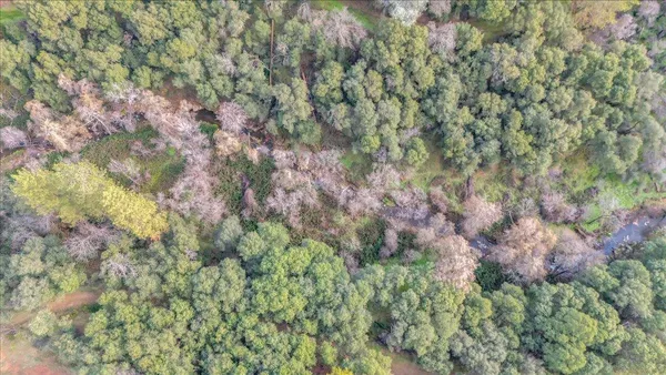 a view of a yard with plants and large trees