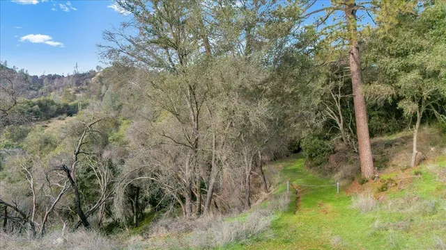 a view of a forest with a tree