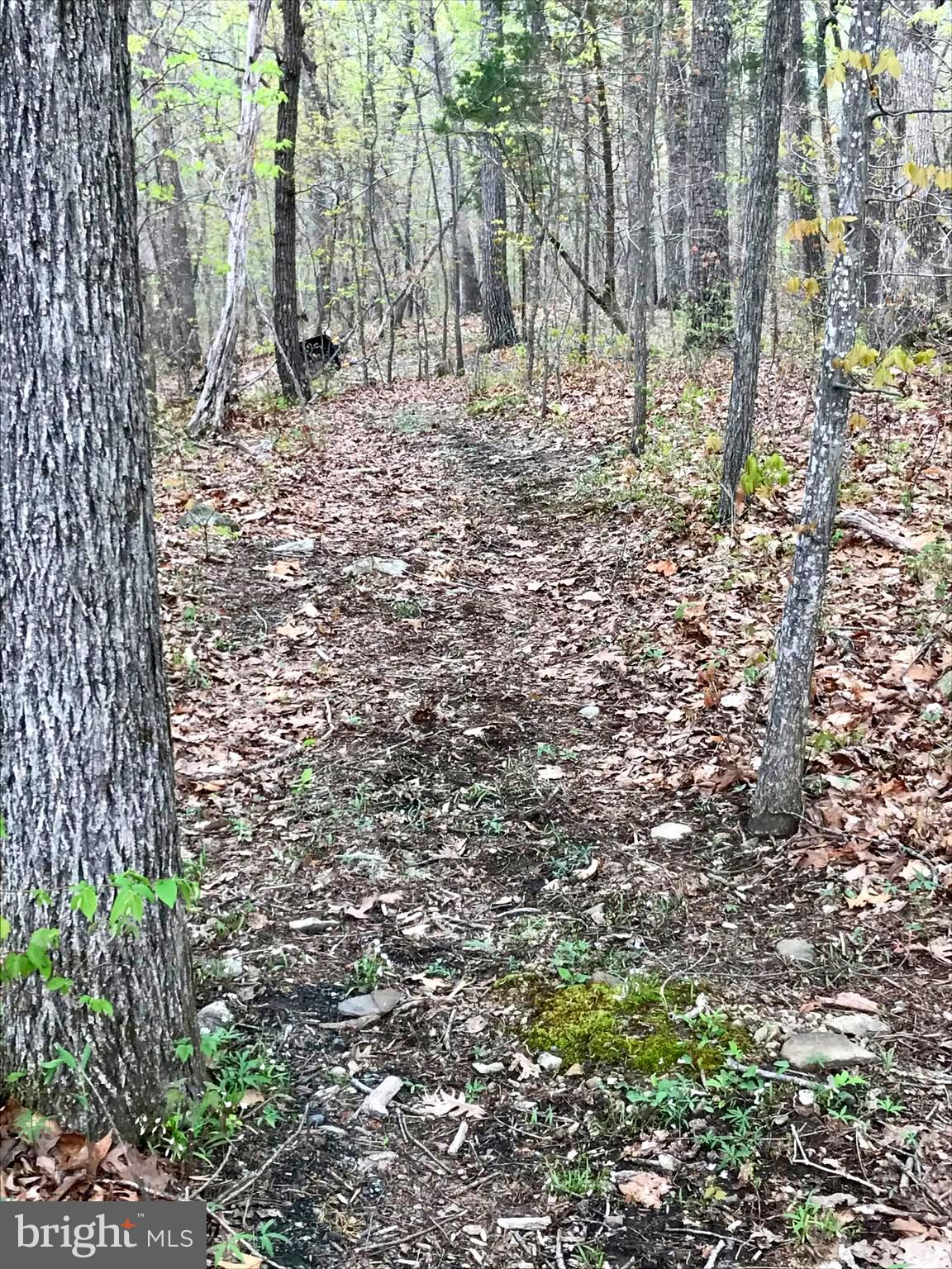 7167 Dudie Road Marshall, VA 20115 - Photo 89 of 93 A trail into woods.