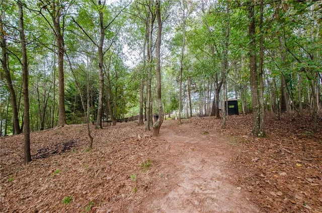 a view of a forest filled with trees