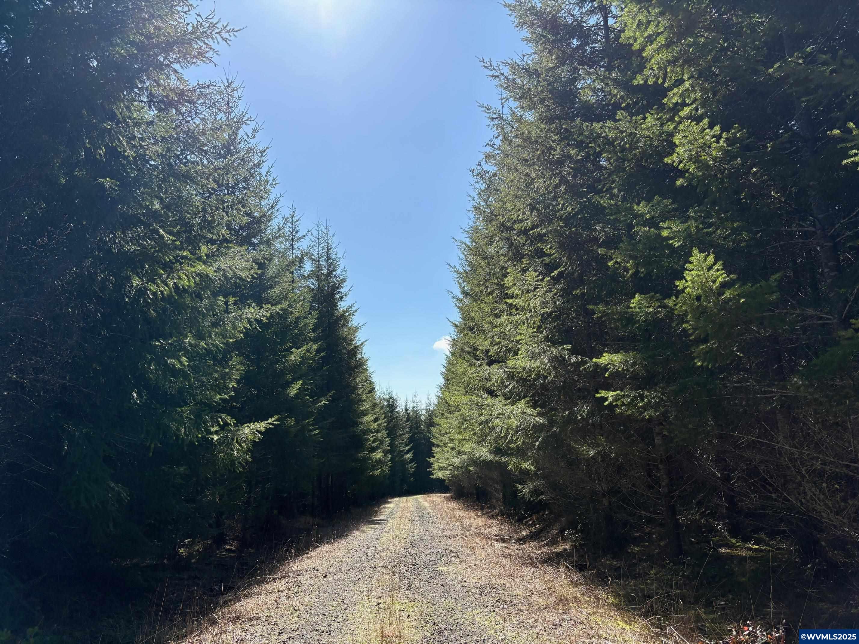 0 Boiler Creek Road Springfield, OR 97478 - Photo 17 of 26