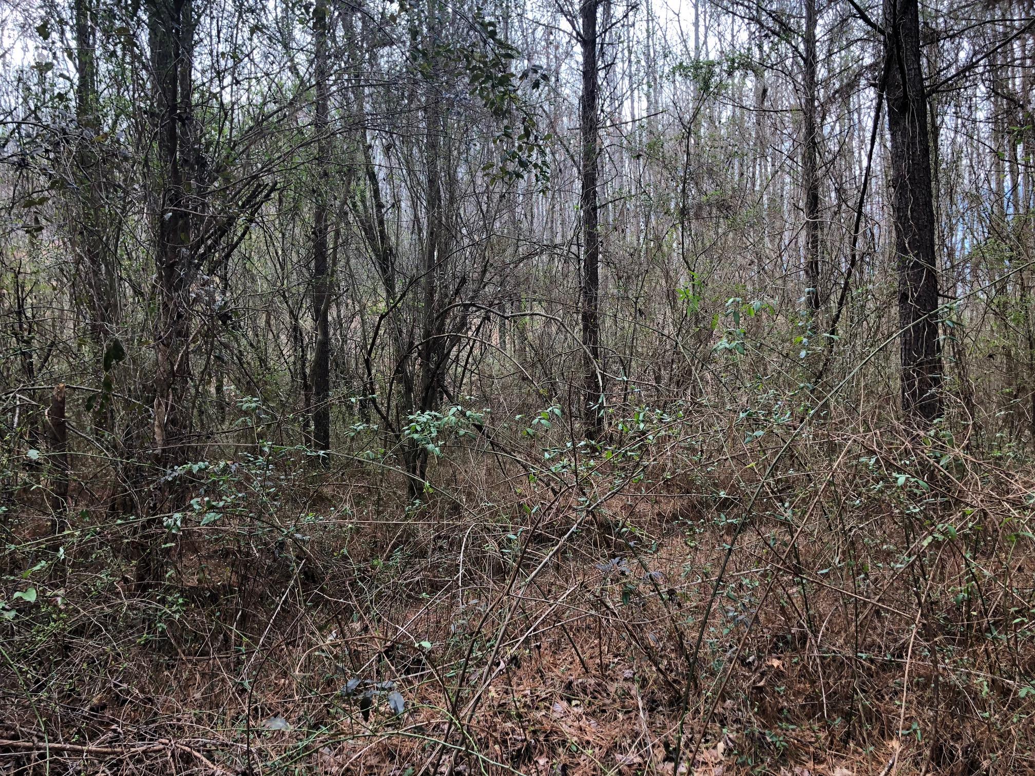 30.2 Blue Springs Road Cleveland, TN 37323 - Photo 13 of 15 IMG_1340