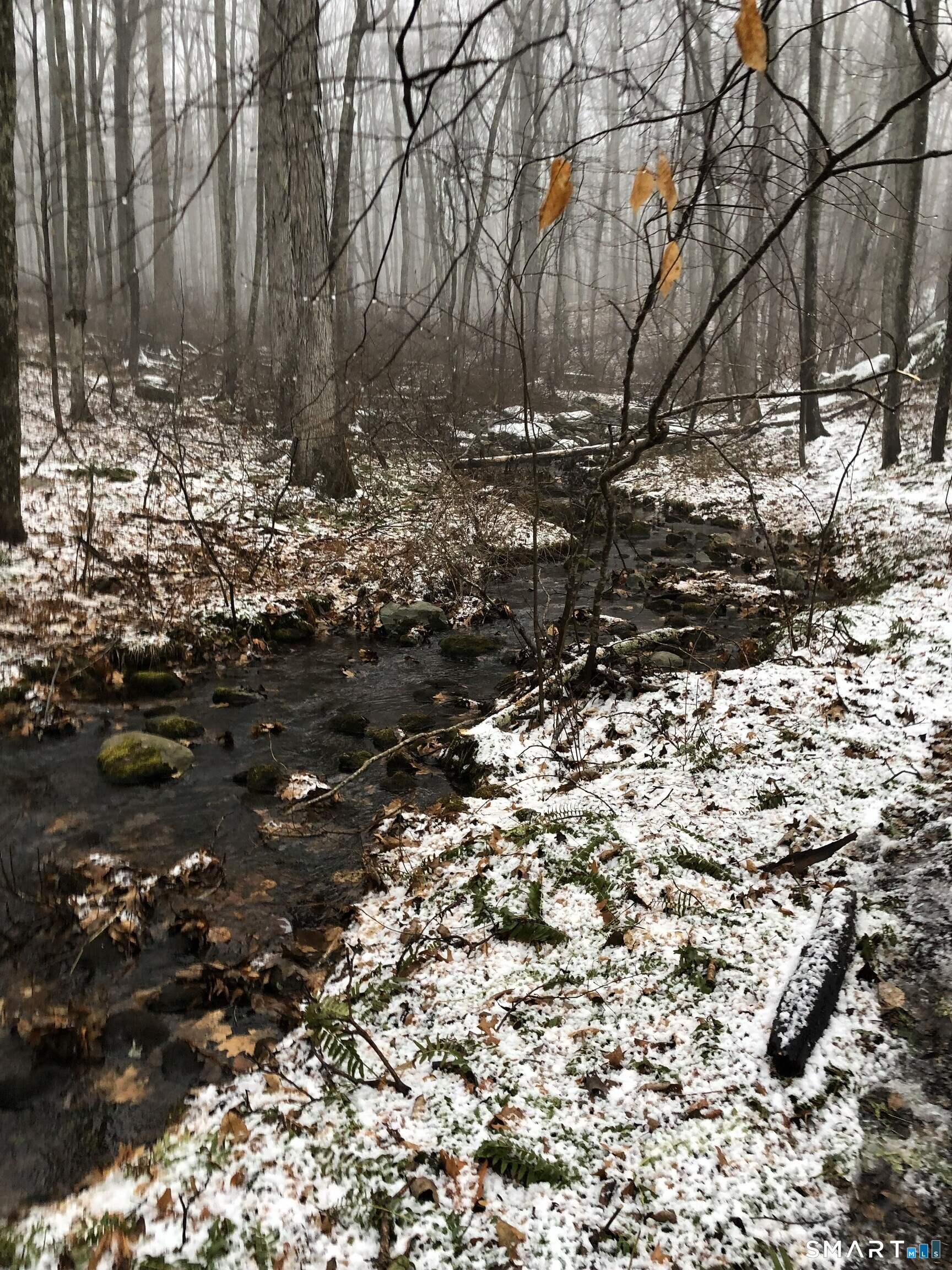 349 South Bigelow Road Hampton, CT 06247 - Photo 32 of 40 a view of a large tree