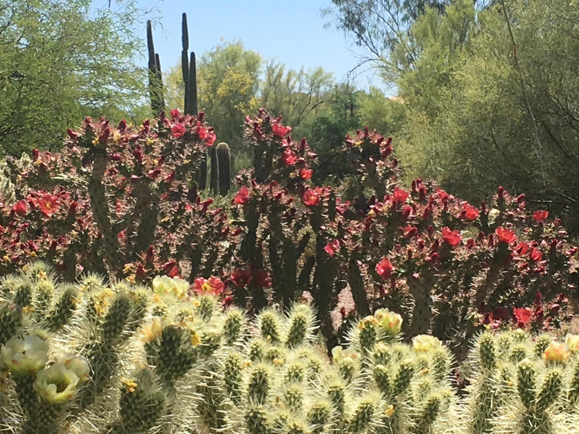 265 South Arroya Road Apache Junction, AZ 85119 - Photo 69 of 74 IMG_1810