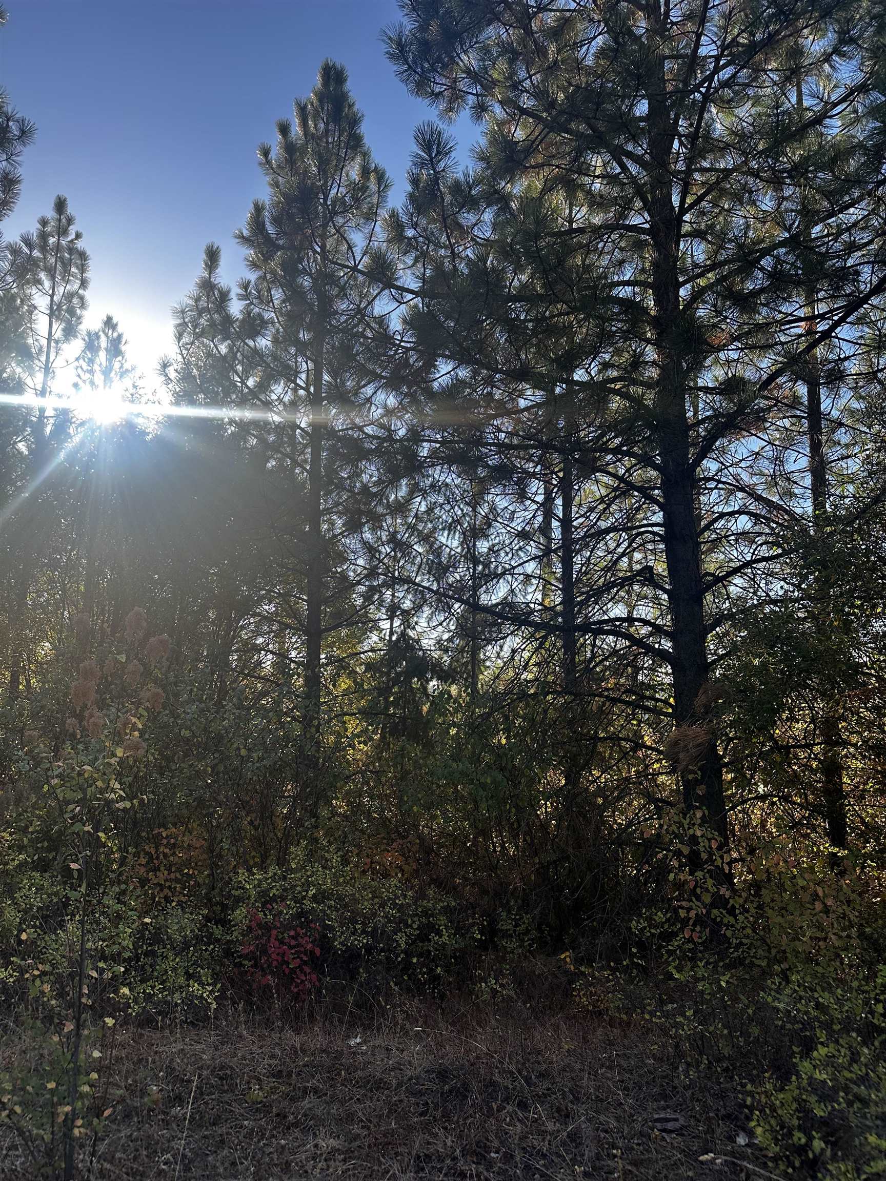 Tbd Old CC Road Addy, WA 99101 - Photo 11 of 17