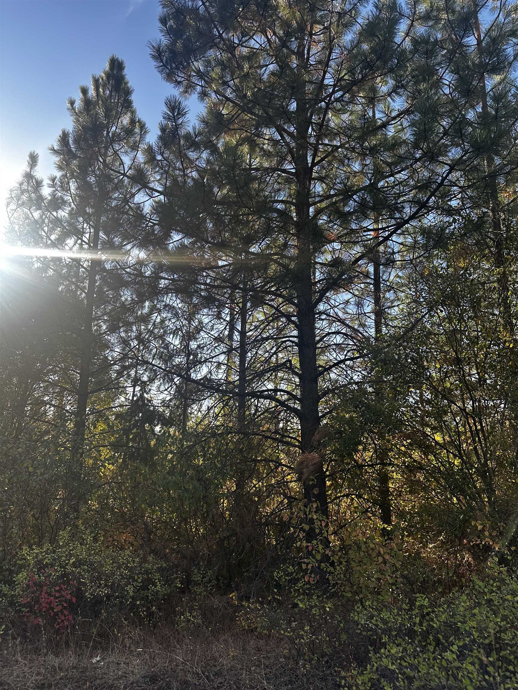 Tbd Old CC Road Addy, WA 99101 - Photo 12 of 17