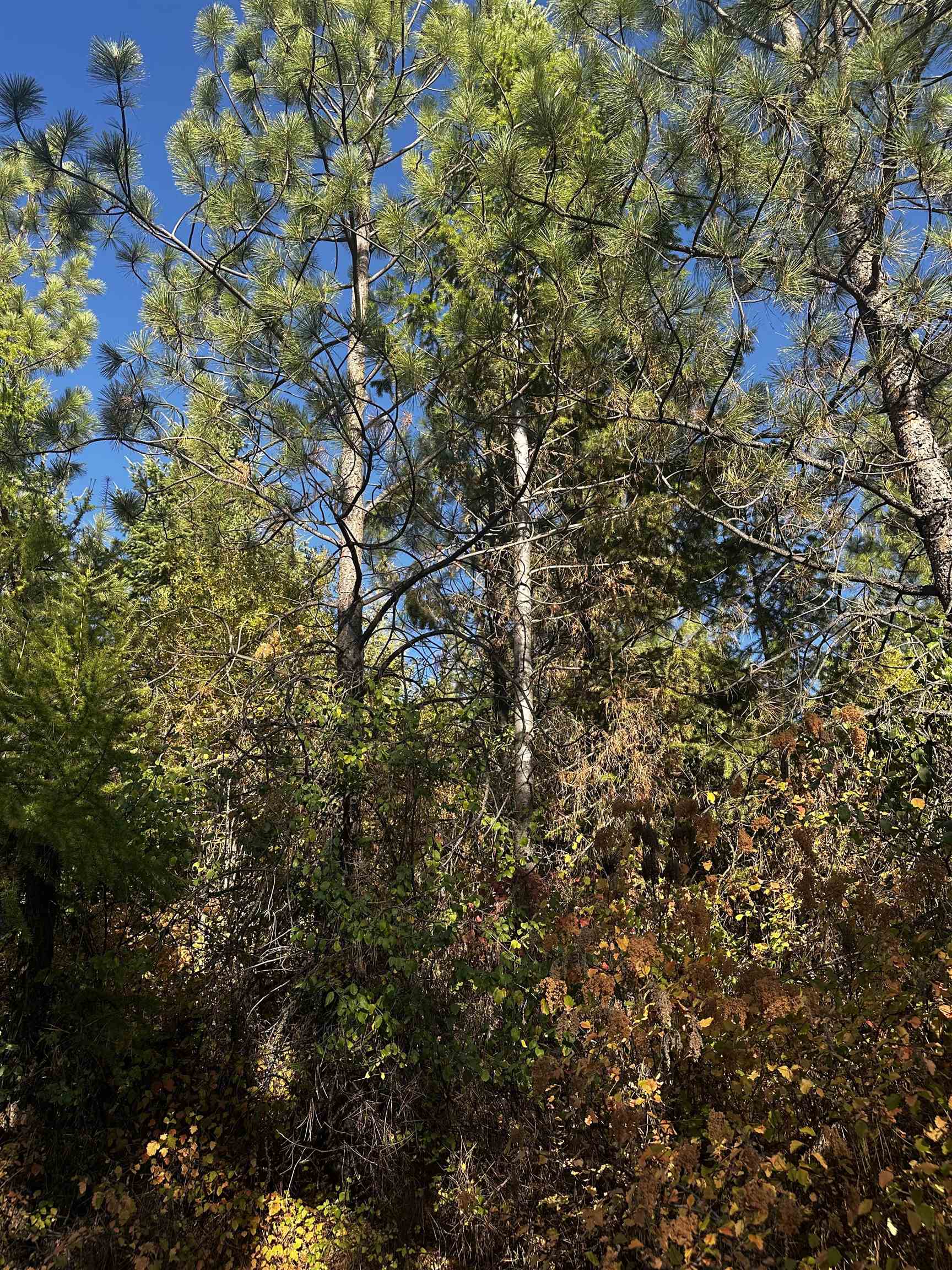 Tbd Old CC Road Addy, WA 99101 - Photo 13 of 17