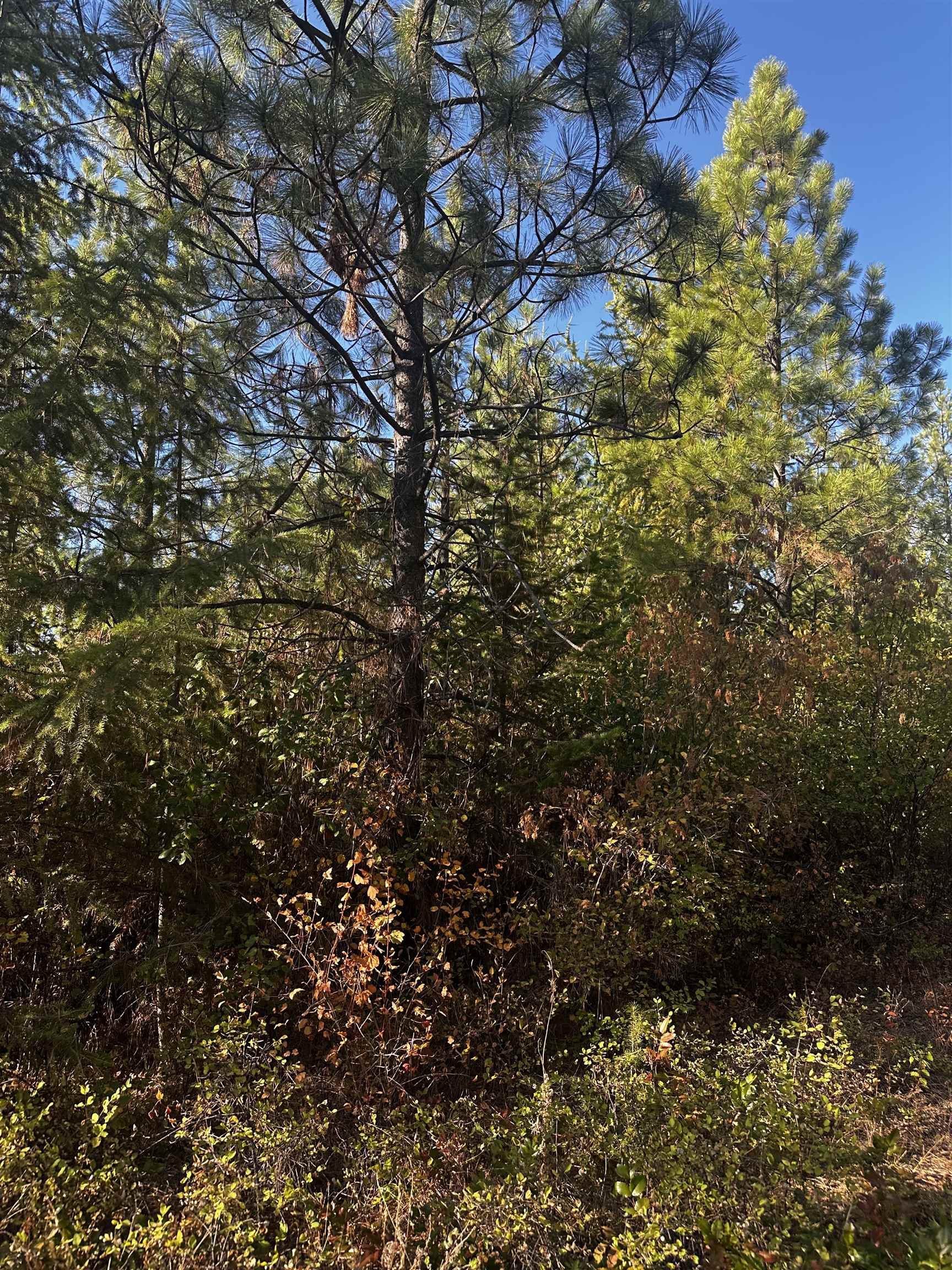 Tbd Old CC Road Addy, WA 99101 - Photo 14 of 17