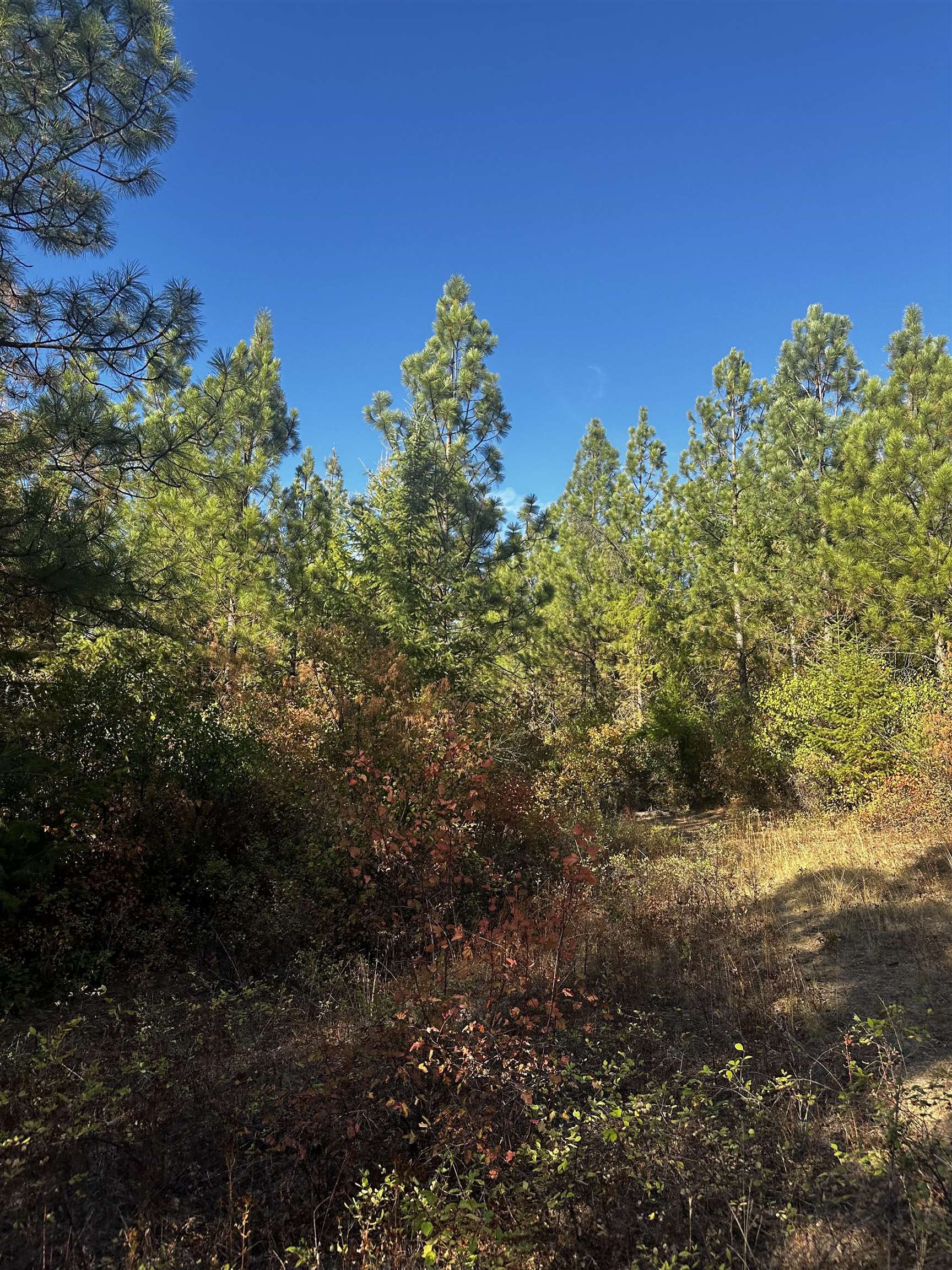 Tbd Old CC Road Addy, WA 99101 - Photo 15 of 17