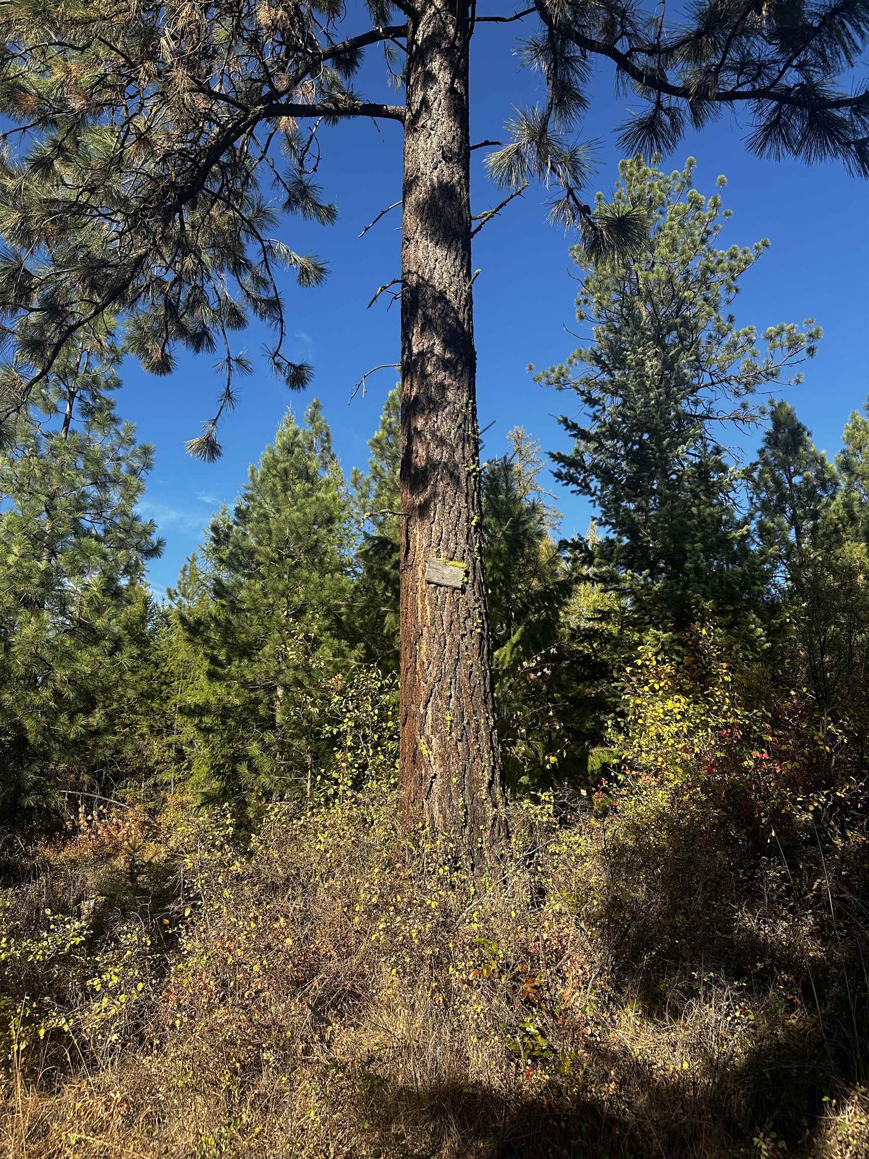 Tbd Old CC Road Addy, WA 99101 - Photo 16 of 17