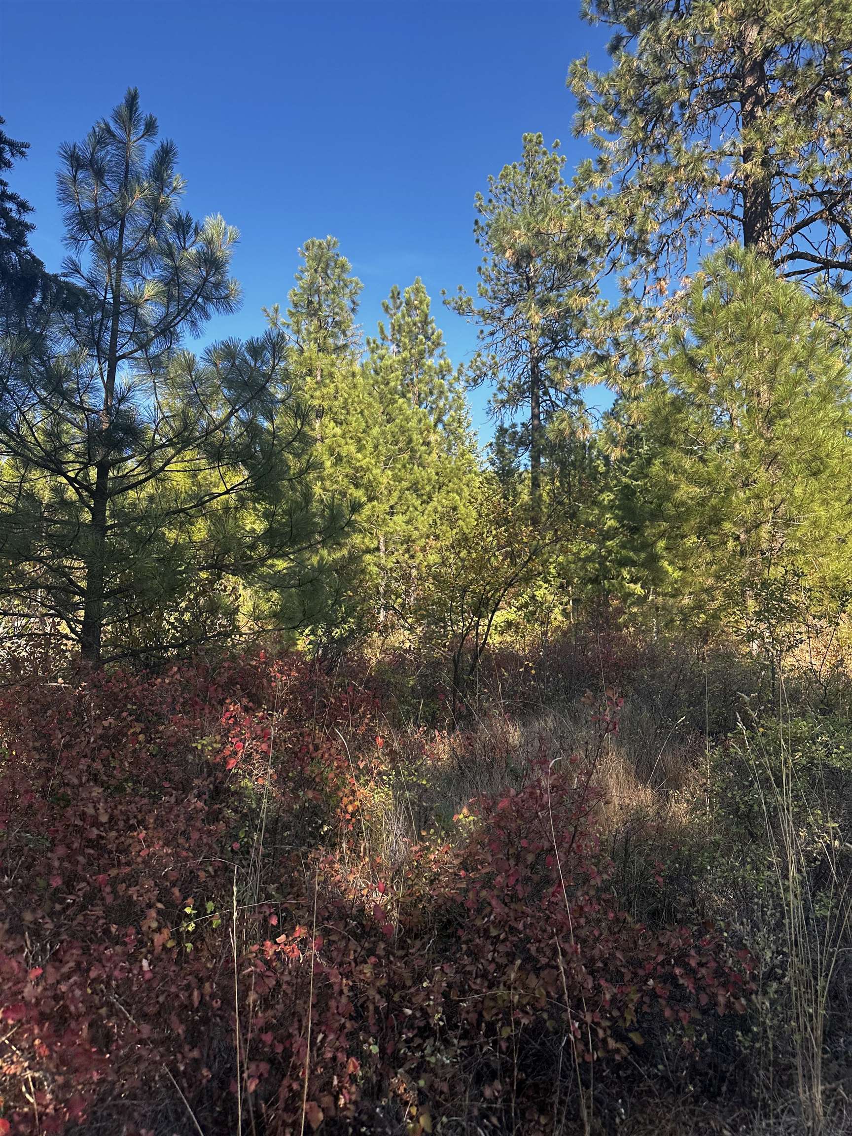 Tbd Old CC Road Addy, WA 99101 - Photo 17 of 17