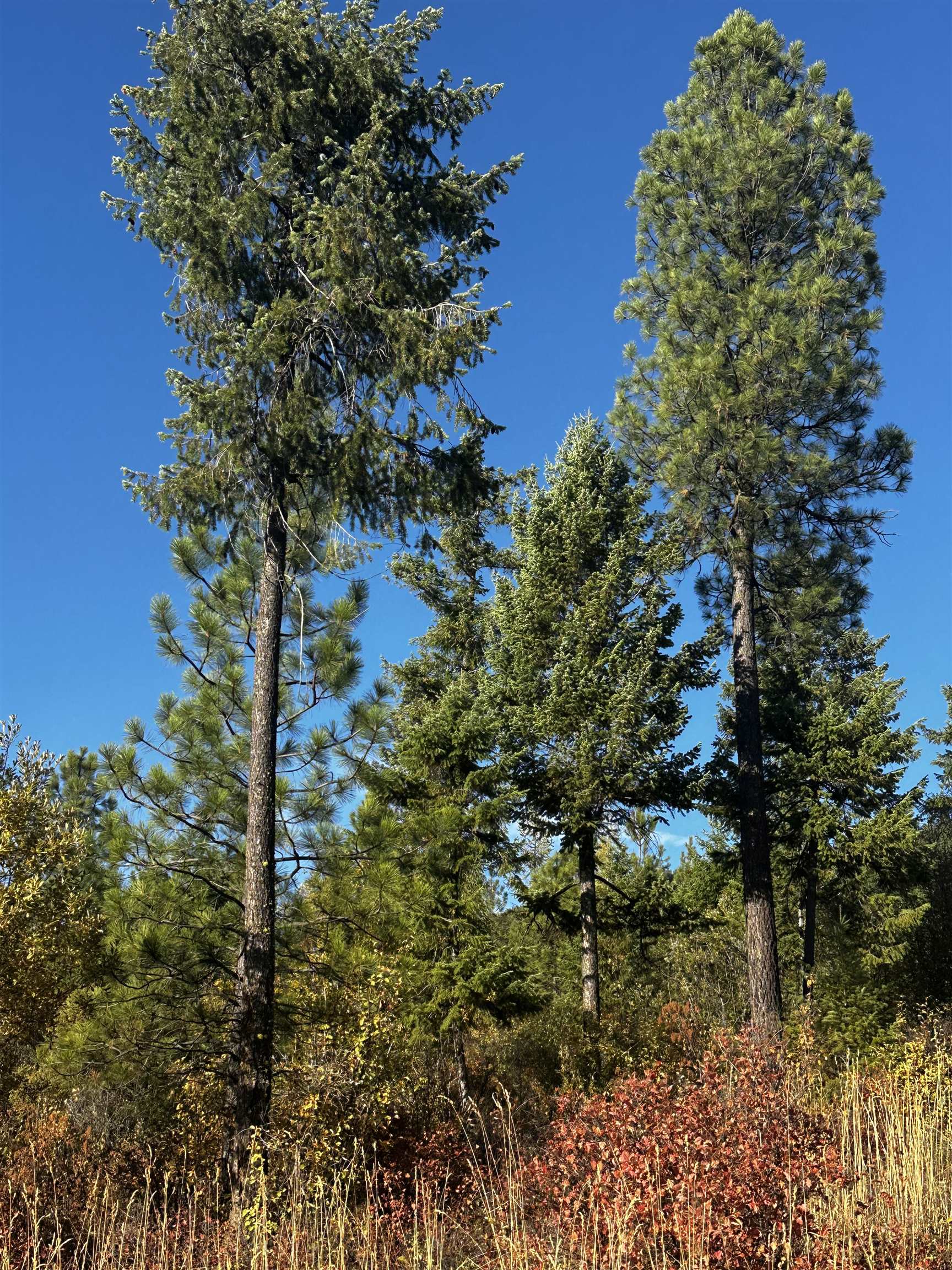 Tbd Old CC Road Addy, WA 99101 - Photo 3 of 17