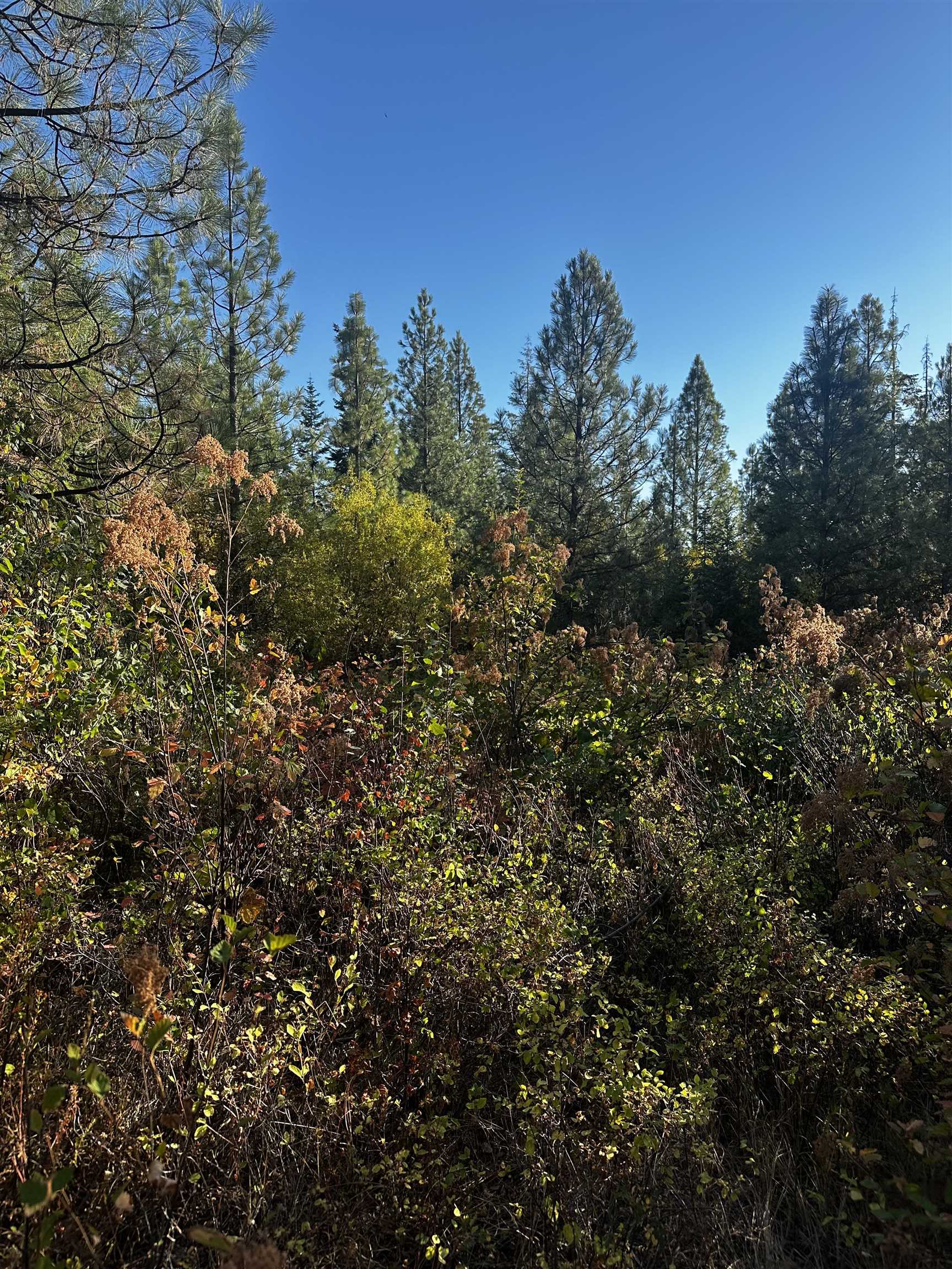 Tbd Old CC Road Addy, WA 99101 - Photo 6 of 17