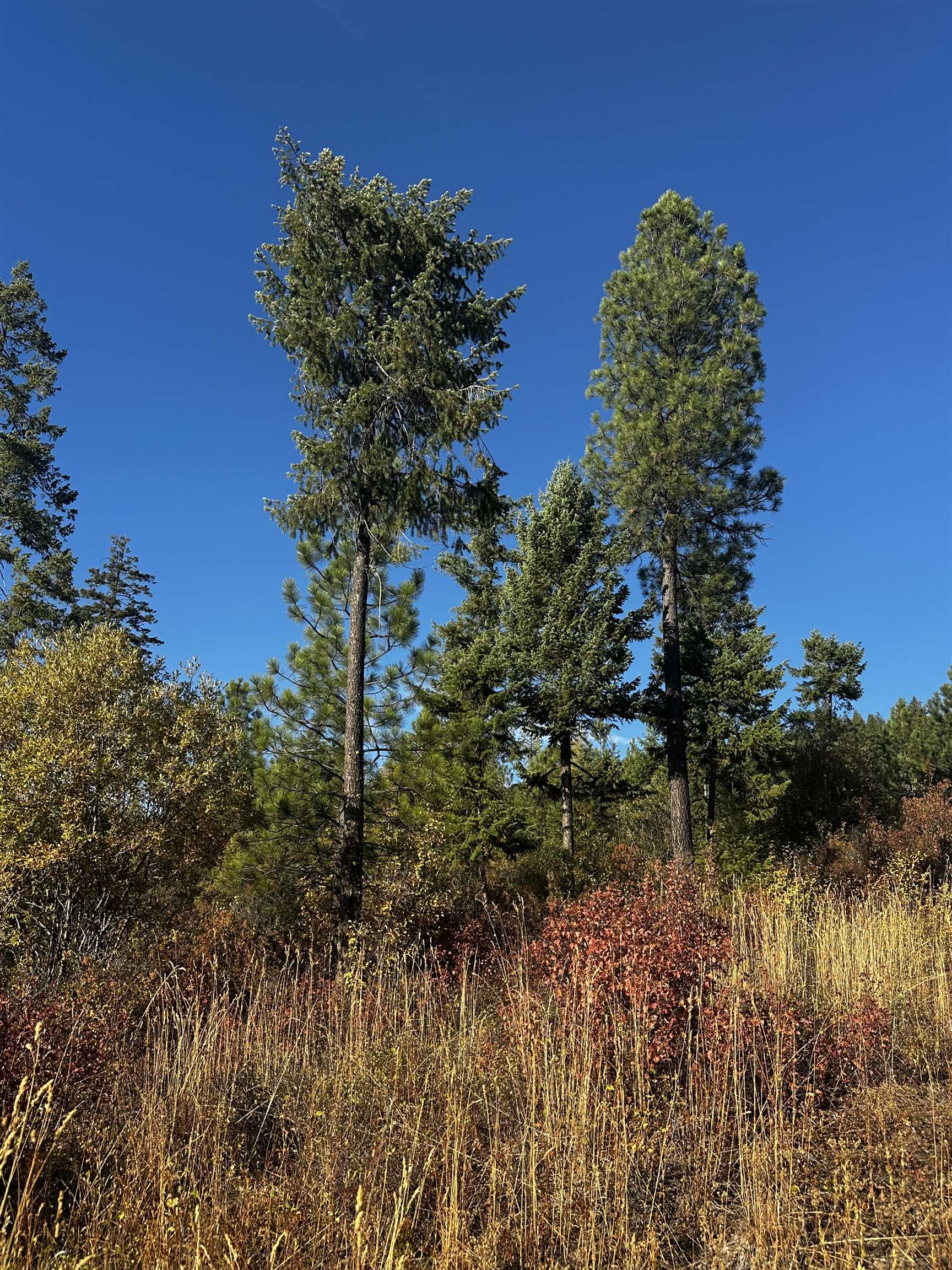 Tbd Old CC Road Addy, WA 99101 - Photo 7 of 17