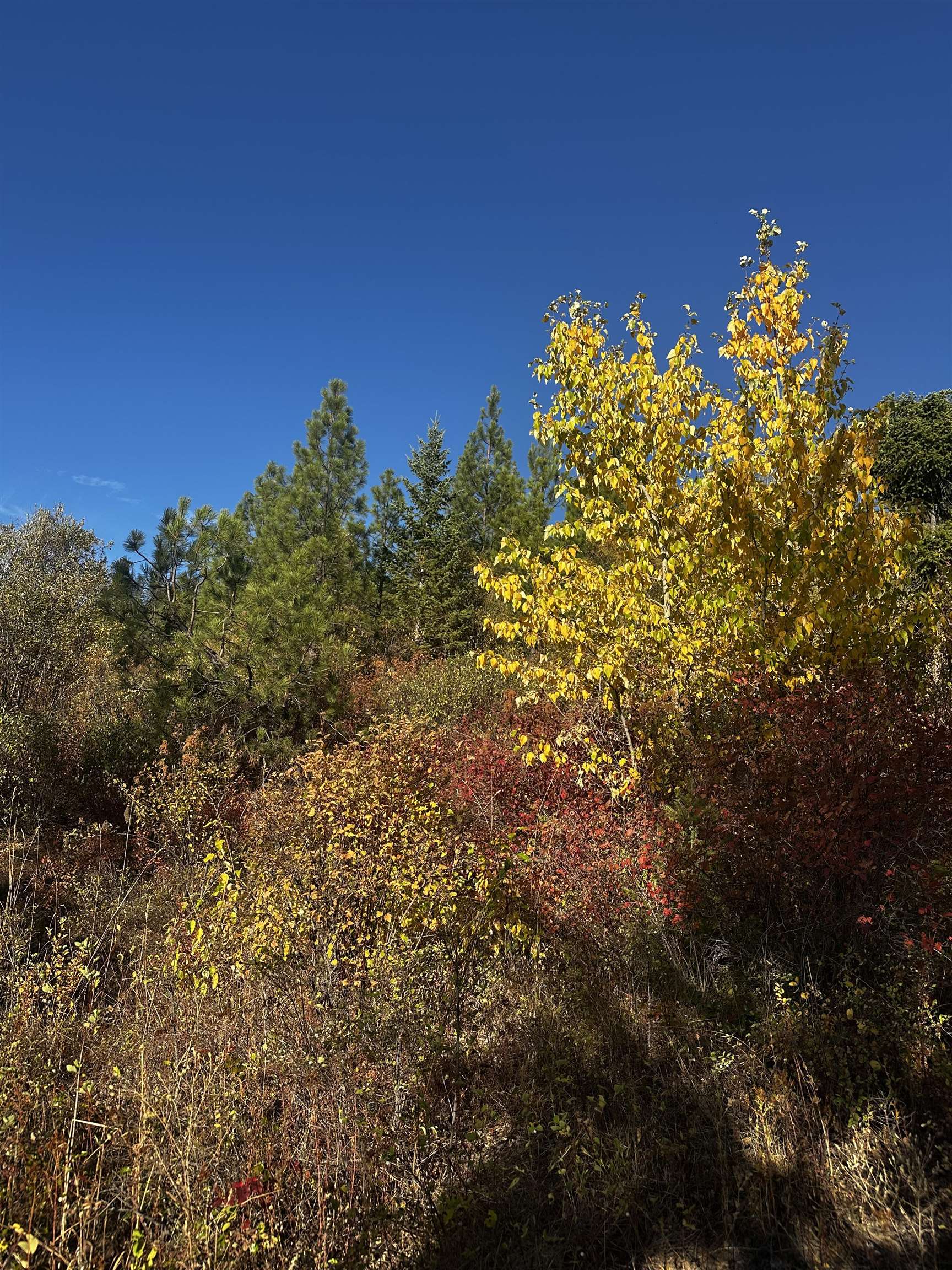 Tbd Old CC Road Addy, WA 99101 - Photo 8 of 17