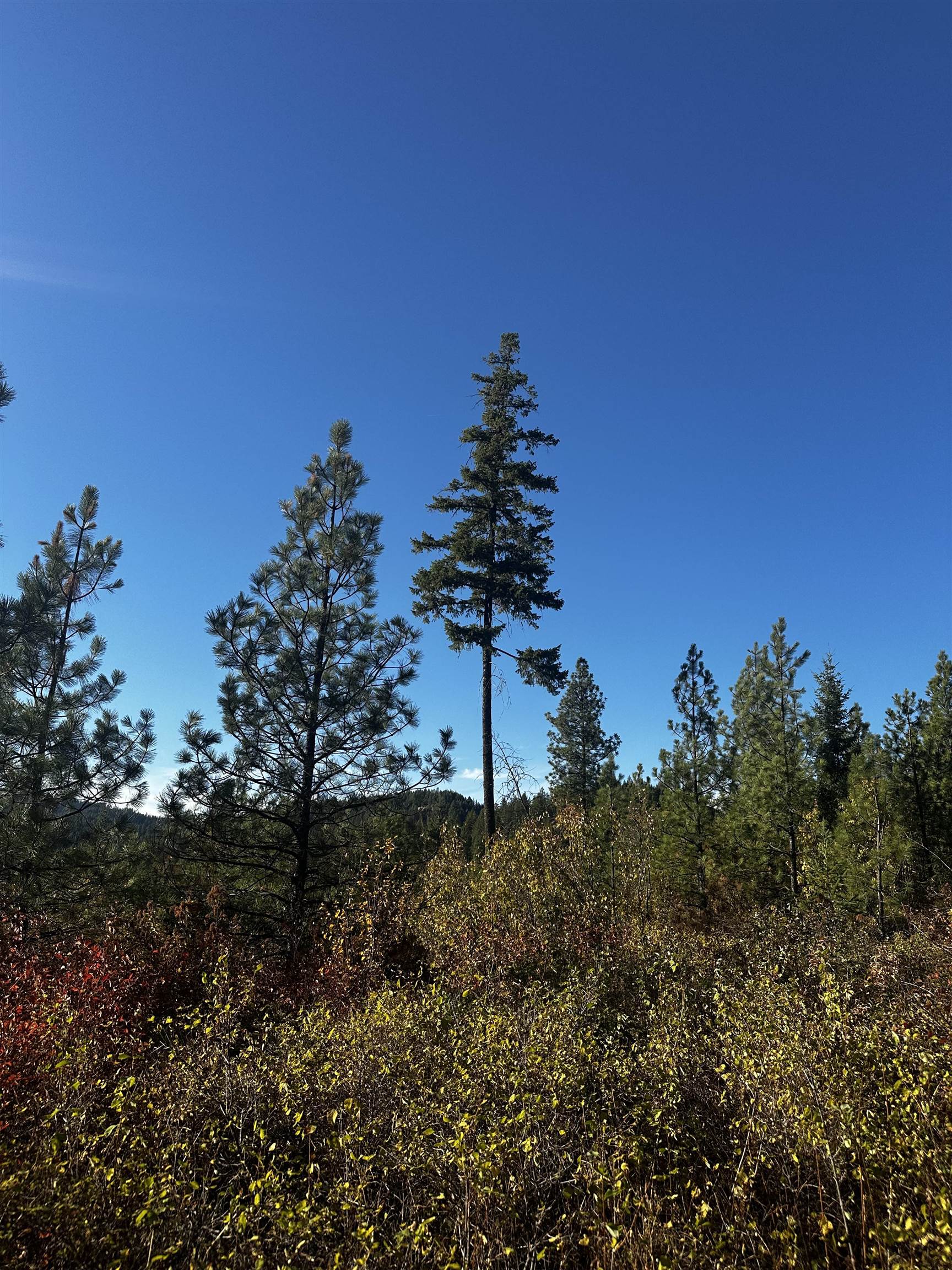 Tbd Old CC Road Addy, WA 99101 - Photo 9 of 17