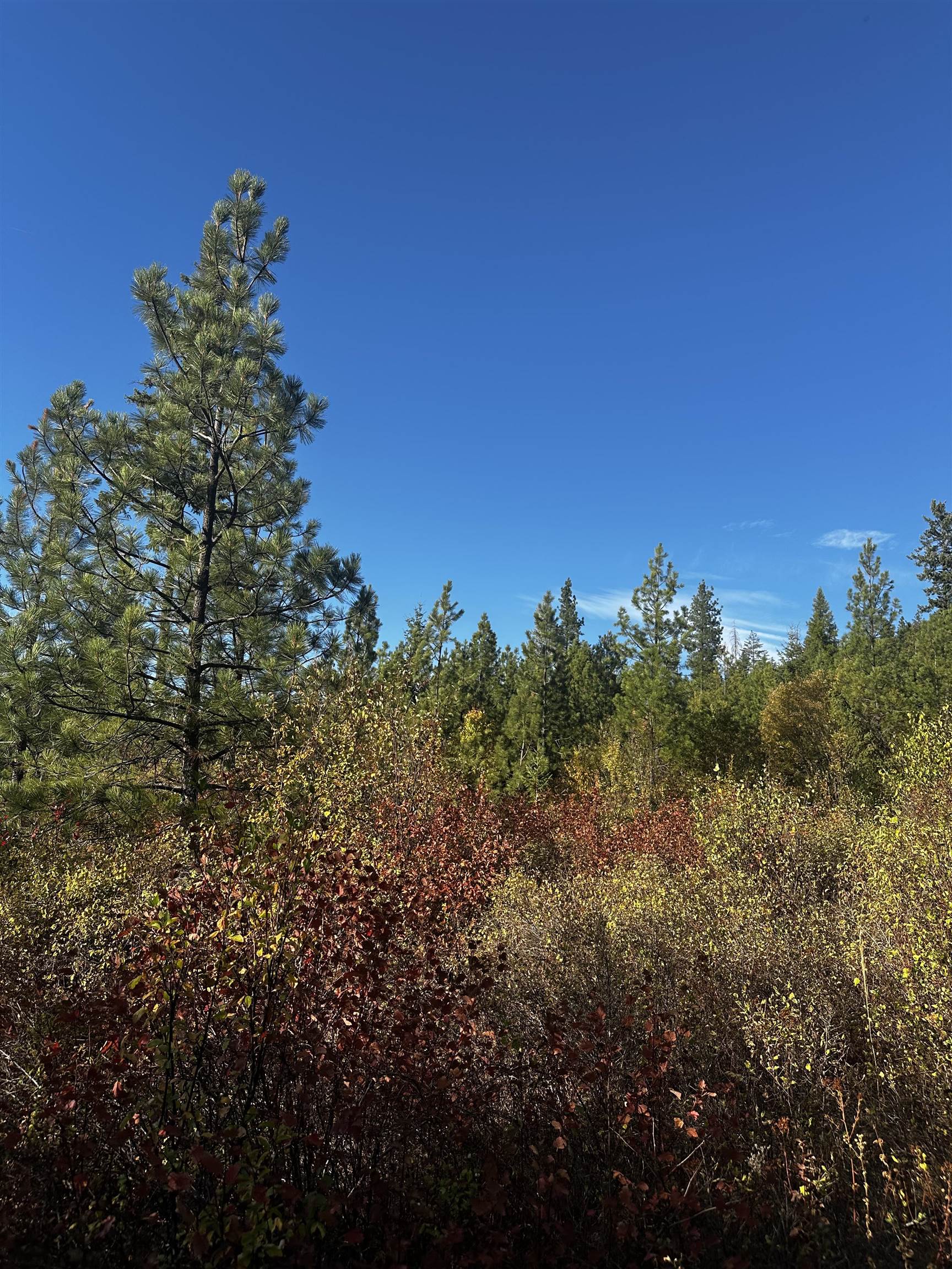 Tbd Old CC Road Addy, WA 99101 - Photo 10 of 17