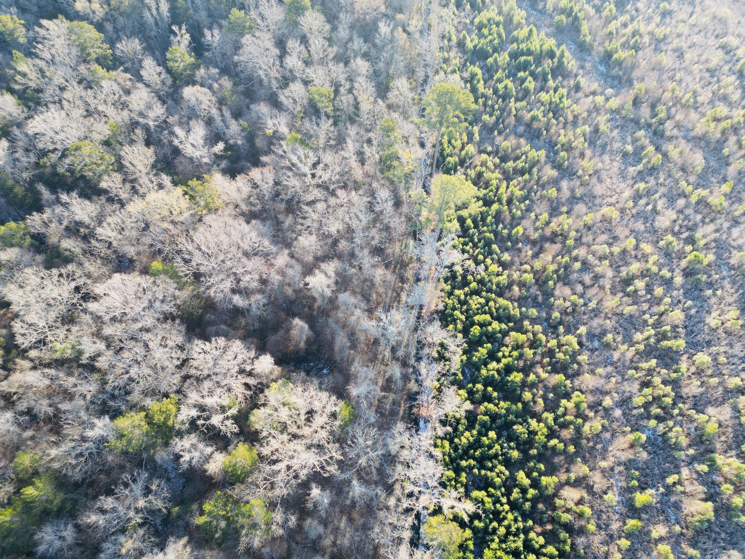 0 Hyde Park Road Adams Run, SC 29426 - Photo 12 of 37 12
