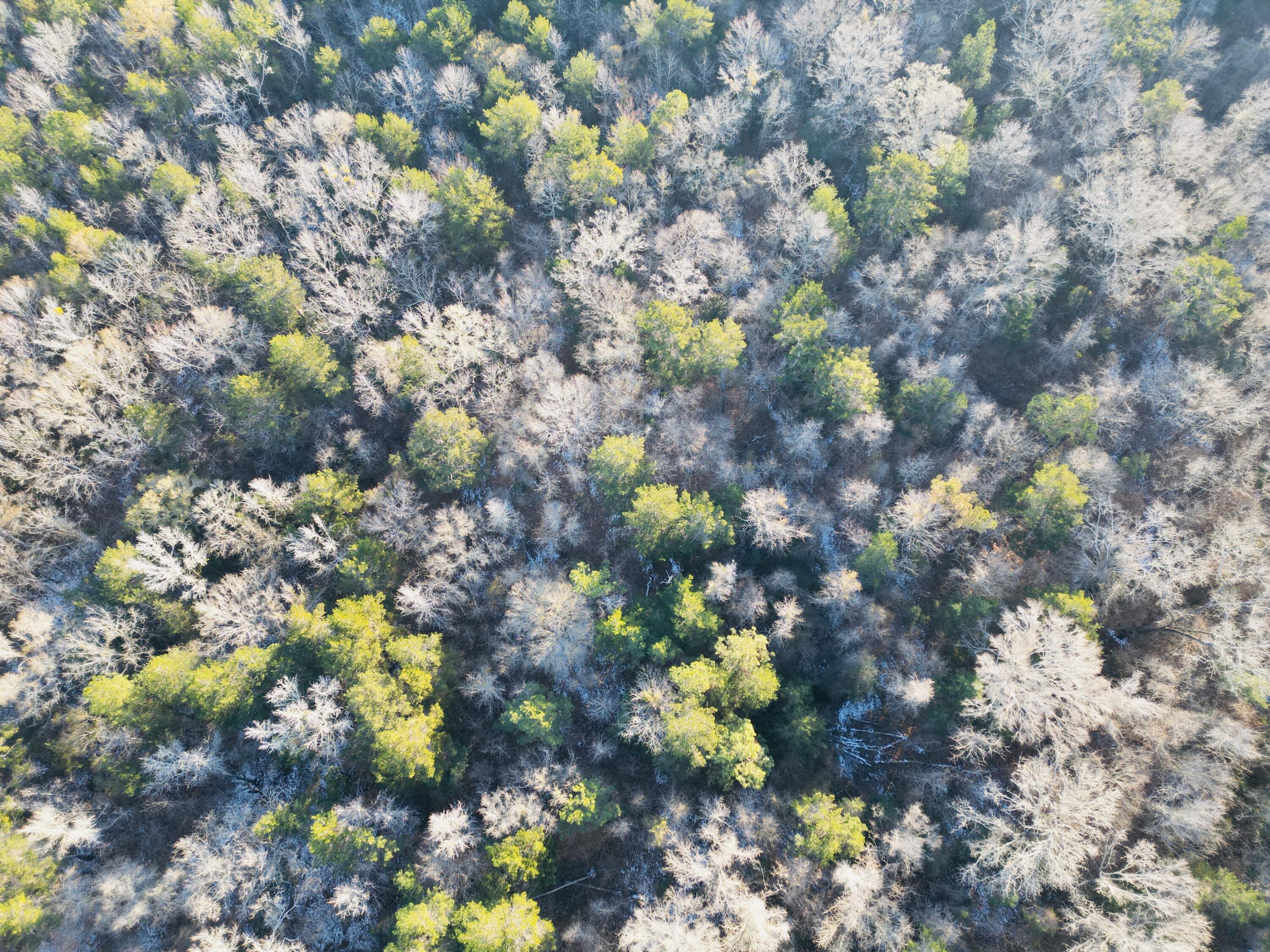0 Hyde Park Road Adams Run, SC 29426 - Photo 13 of 37 13