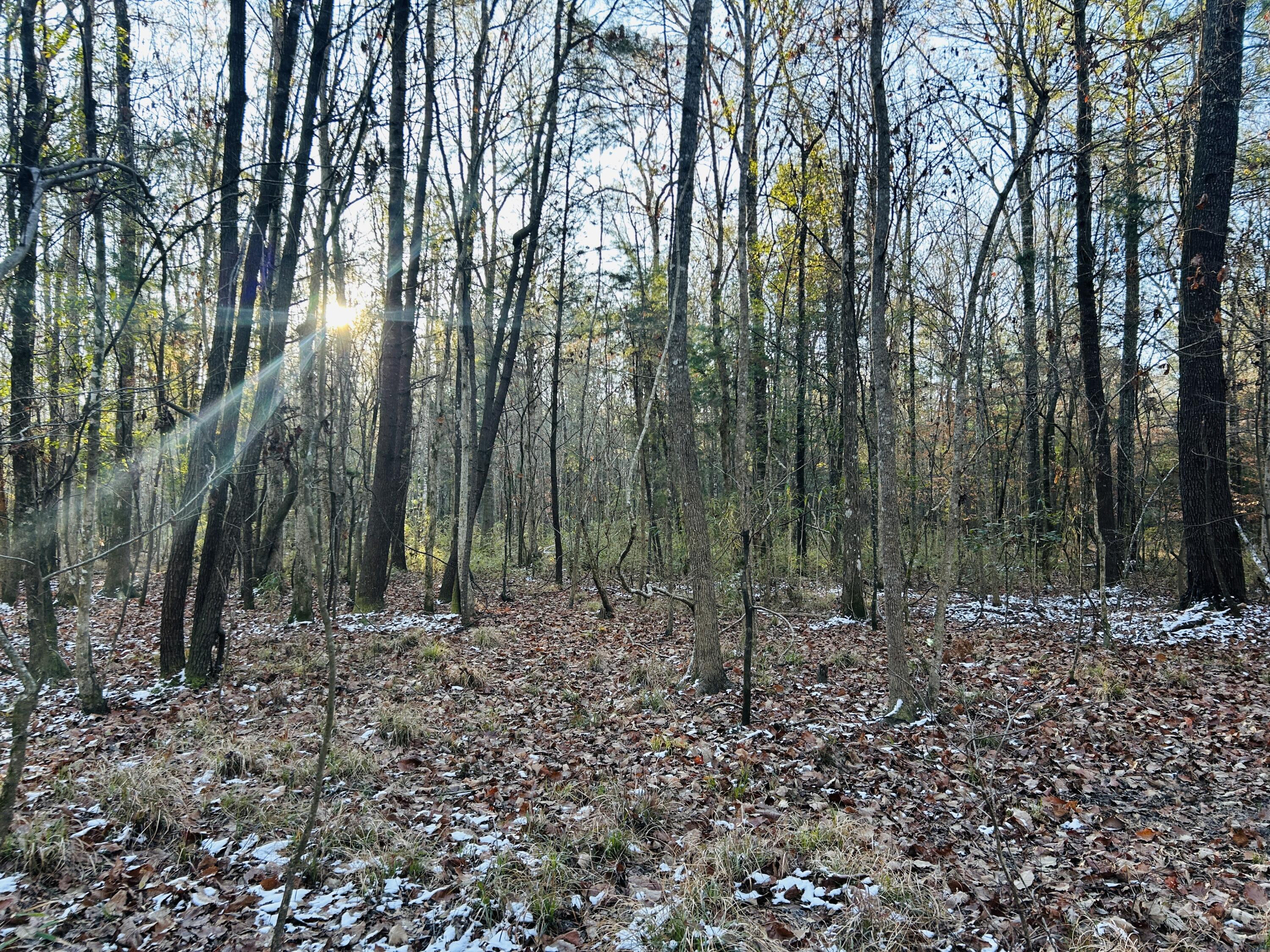 0 Hyde Park Road Adams Run, SC 29426 - Photo 21 of 37 21