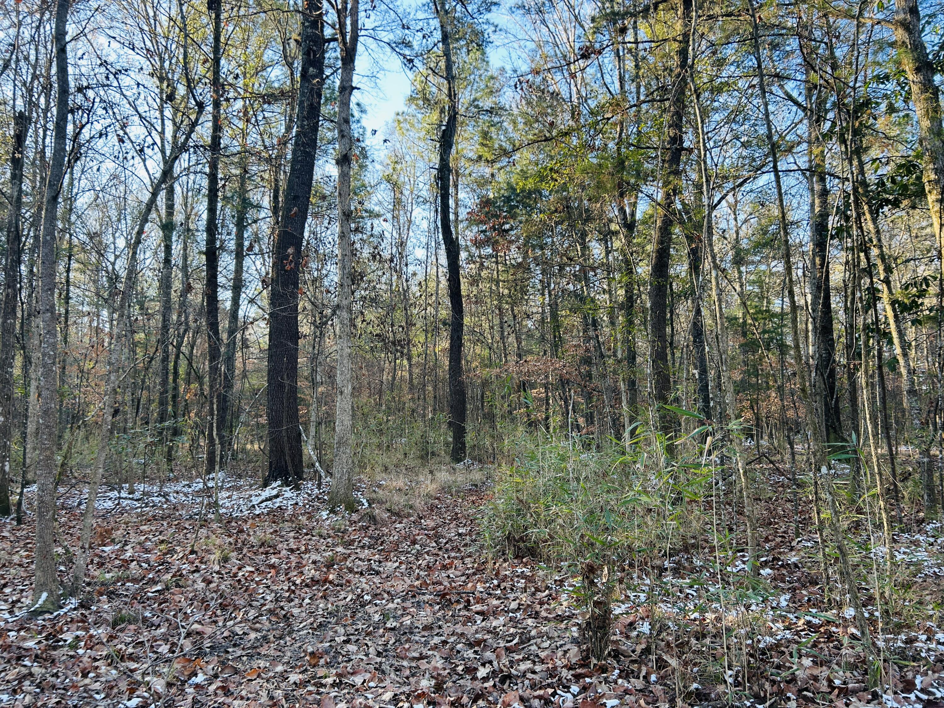 0 Hyde Park Road Adams Run, SC 29426 - Photo 22 of 37 22