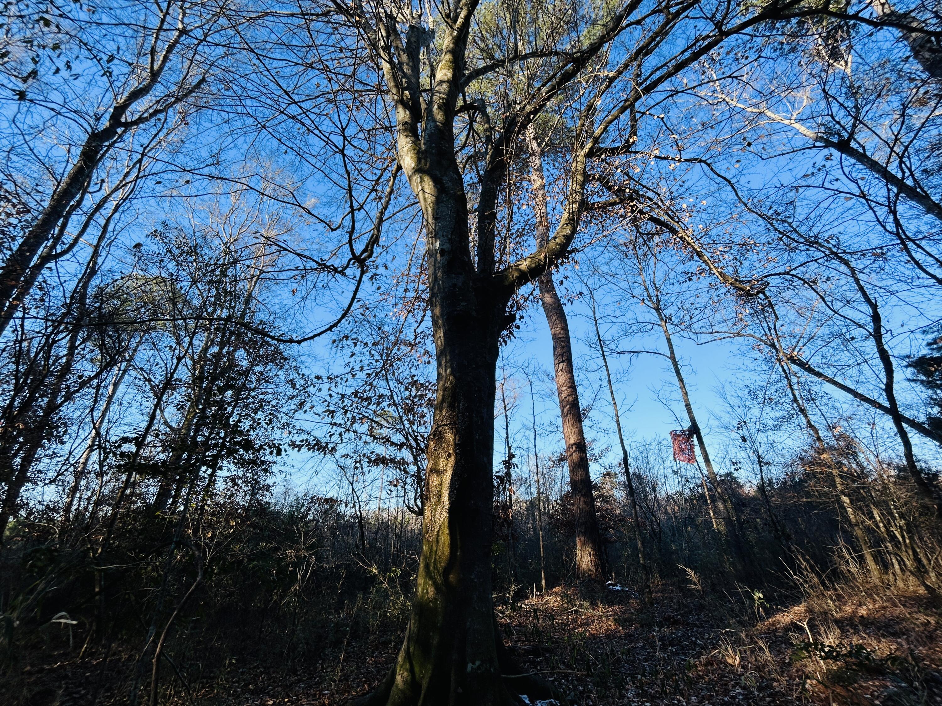 0 Hyde Park Road Adams Run, SC 29426 - Photo 27 of 37 27