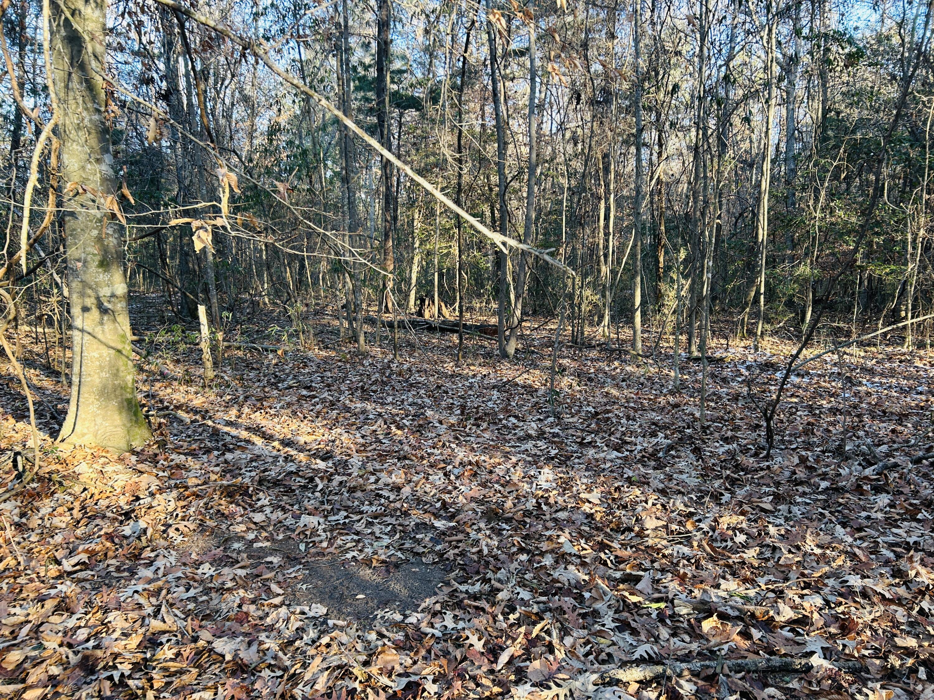 0 Hyde Park Road Adams Run, SC 29426 - Photo 29 of 37 29