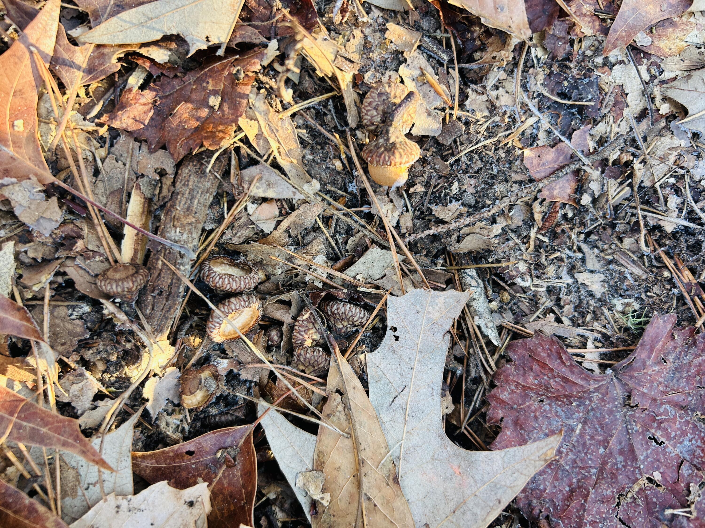 0 Hyde Park Road Adams Run, SC 29426 - Photo 31 of 37 31