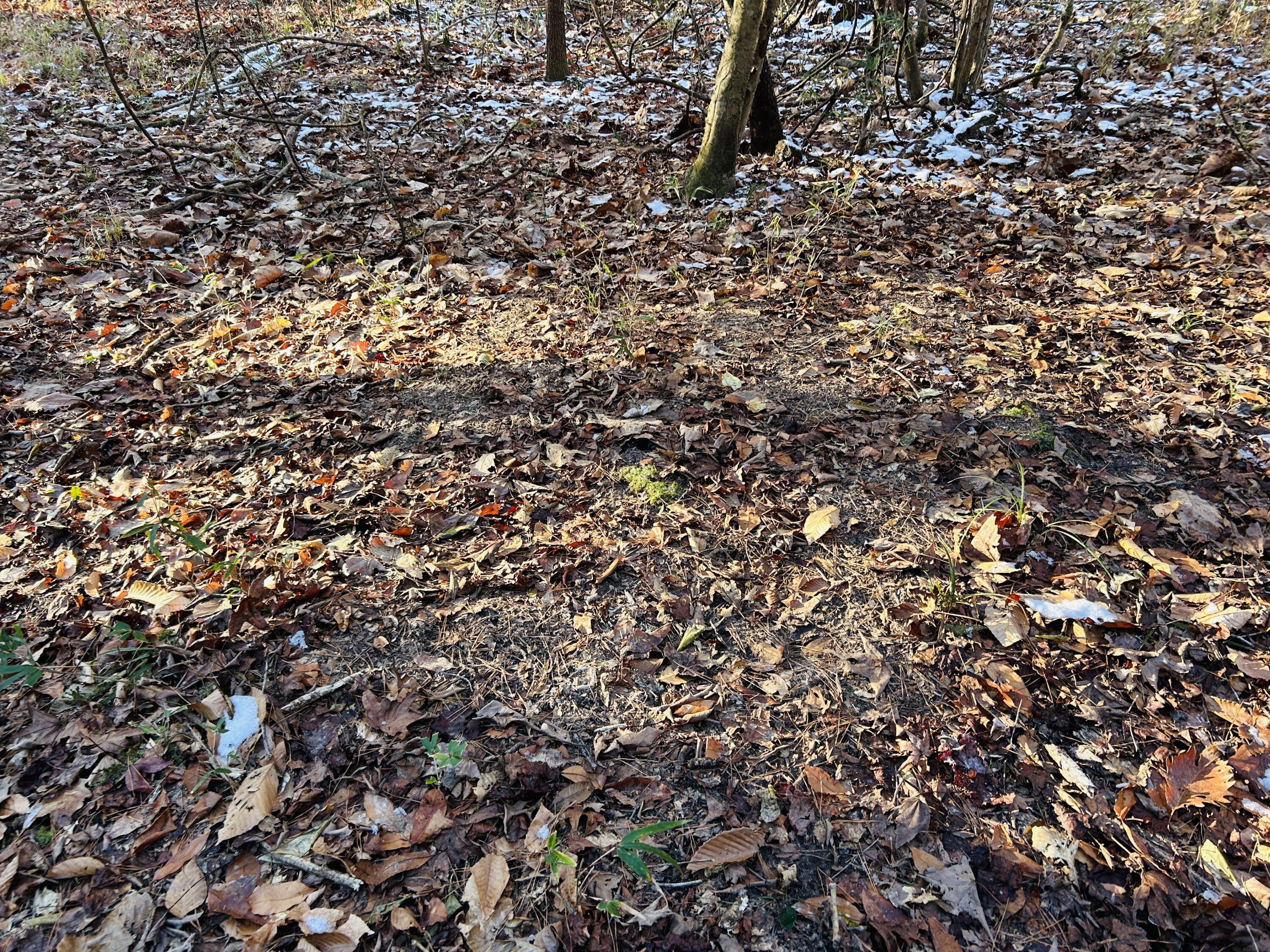 0 Hyde Park Road Adams Run, SC 29426 - Photo 34 of 37 34