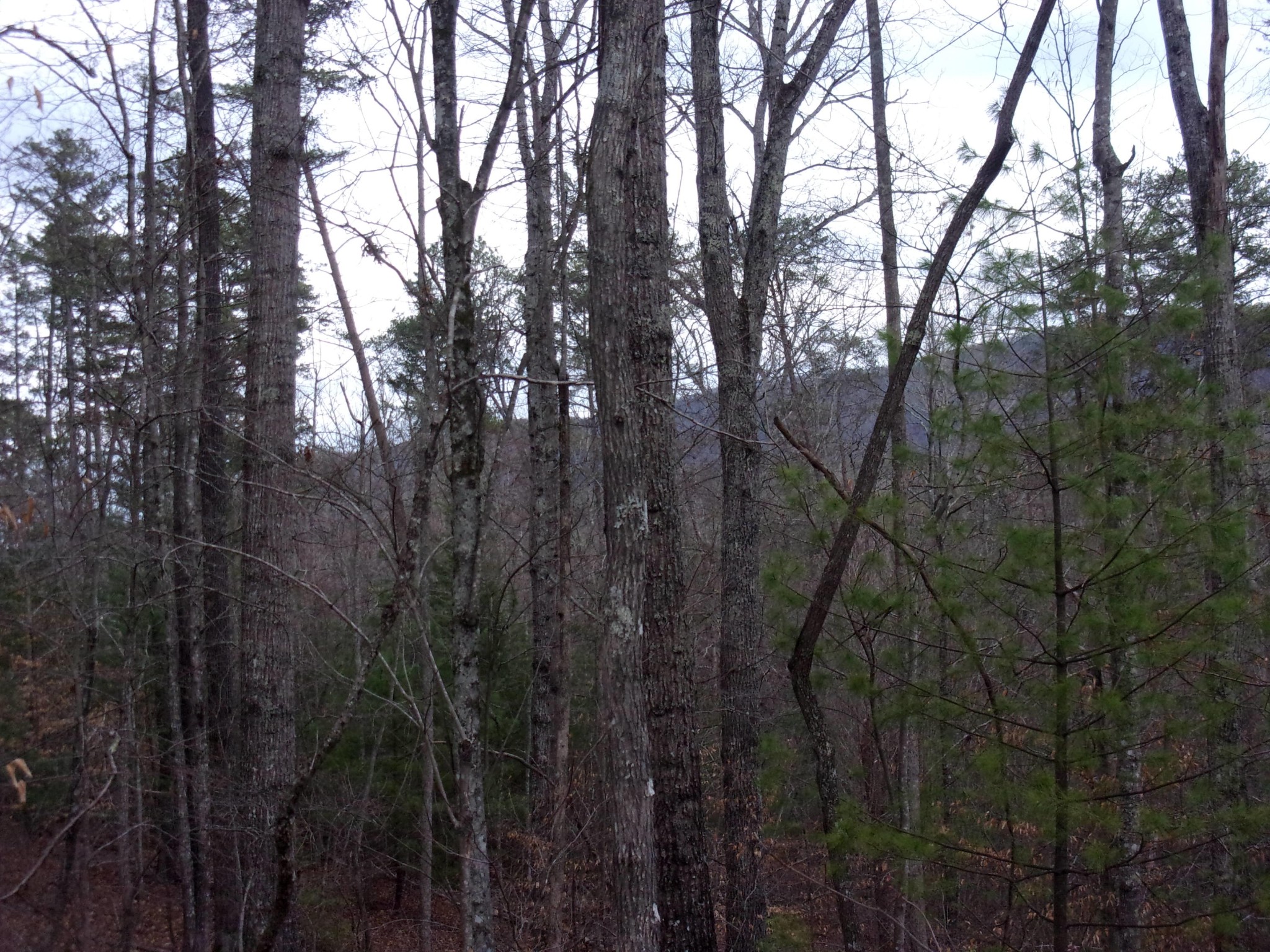 0 Jericho Road Maryville, TN 37803 - Photo 13 of 21 Gallery Image 13