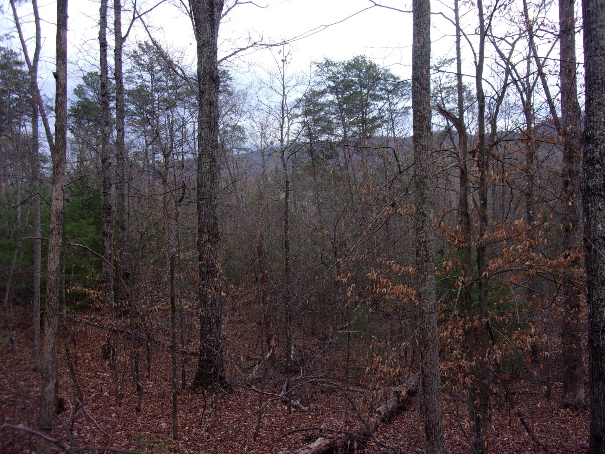 0 Jericho Road Maryville, TN 37803 - Photo 16 of 21 Gallery Image 16