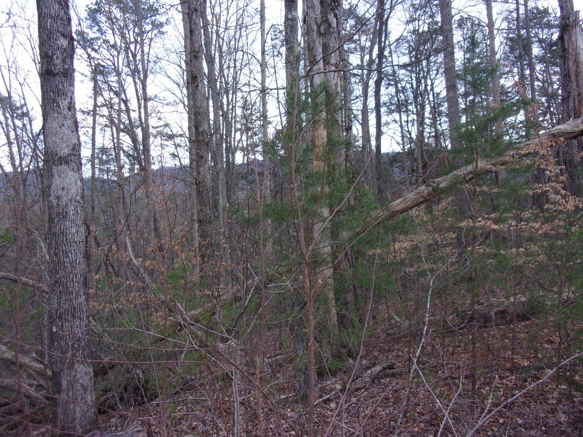 0 Jericho Road Maryville, TN 37803 - Photo 7 of 21 Gallery Image 7