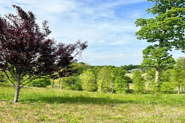 a view of a garden with plants and large trees