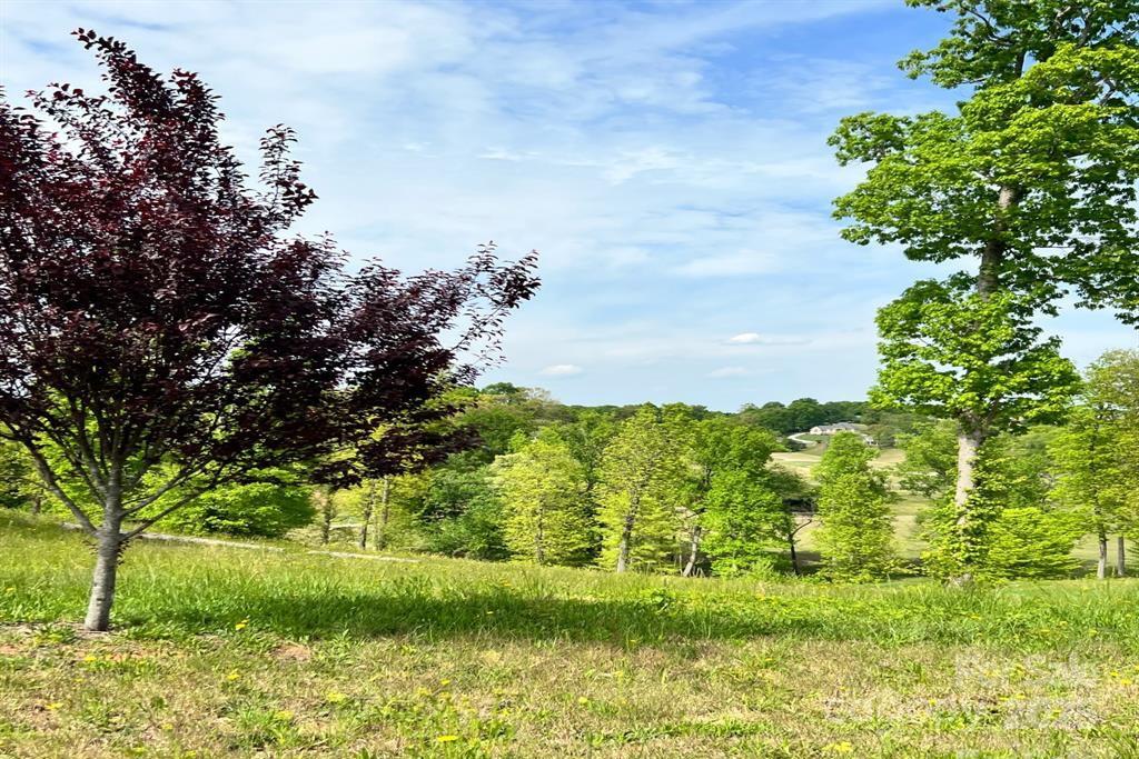 a view of a garden with plants and large trees