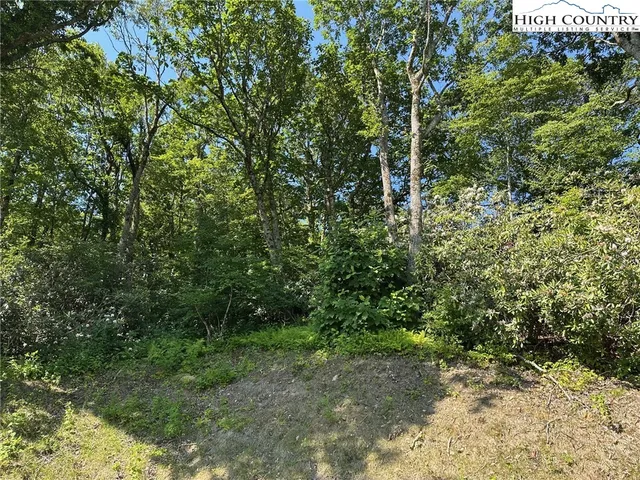 a view of a forest with trees in the background