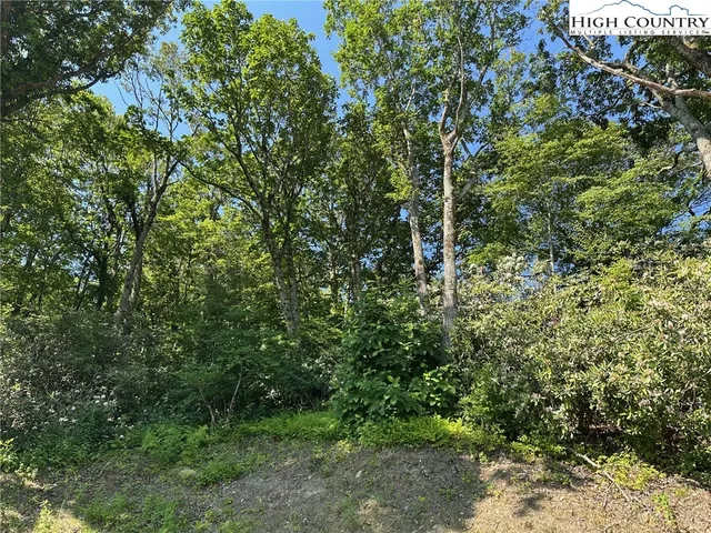 a view of a forest with a tree