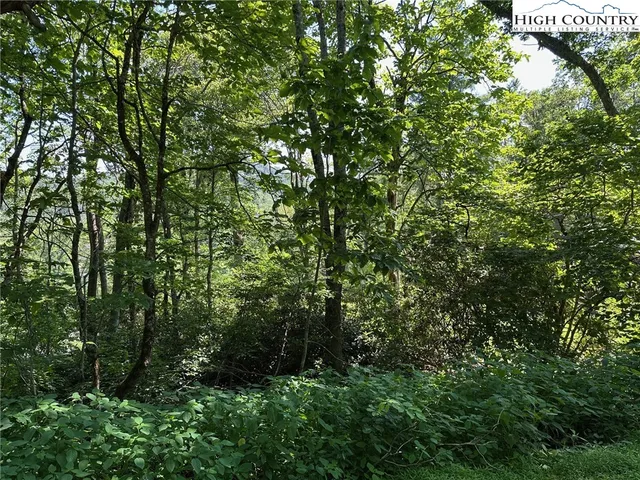 a view of a lush green forest