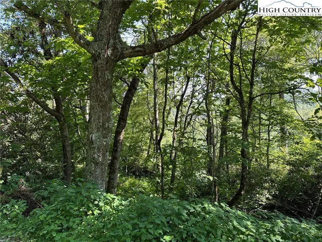 a view of a lush green forest